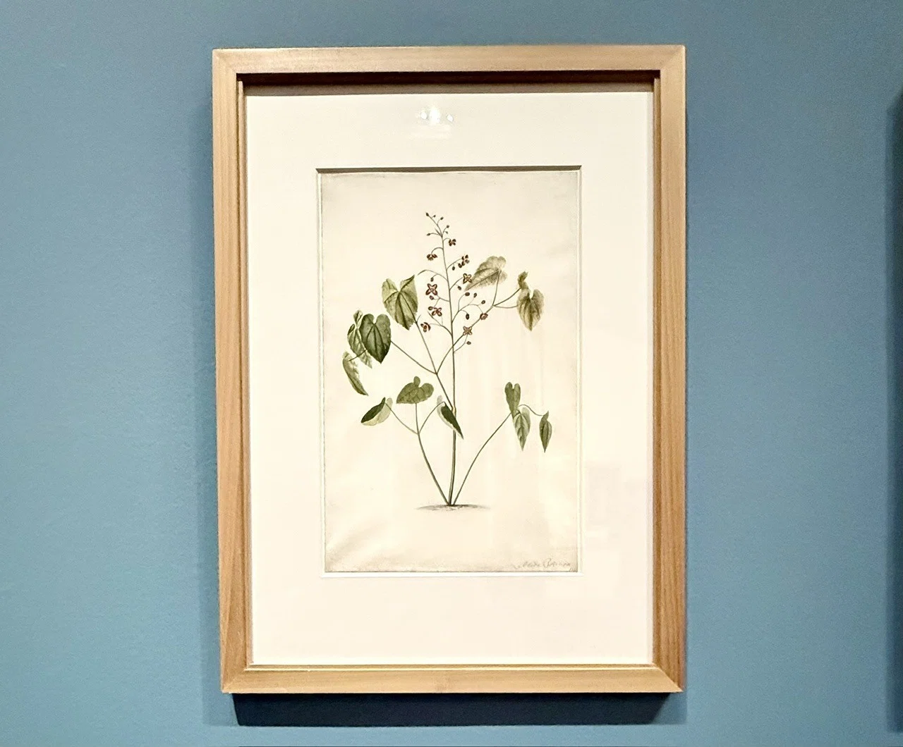 マリア・シビラ・メリアンの花と虫とUnforgettable展｜わこ