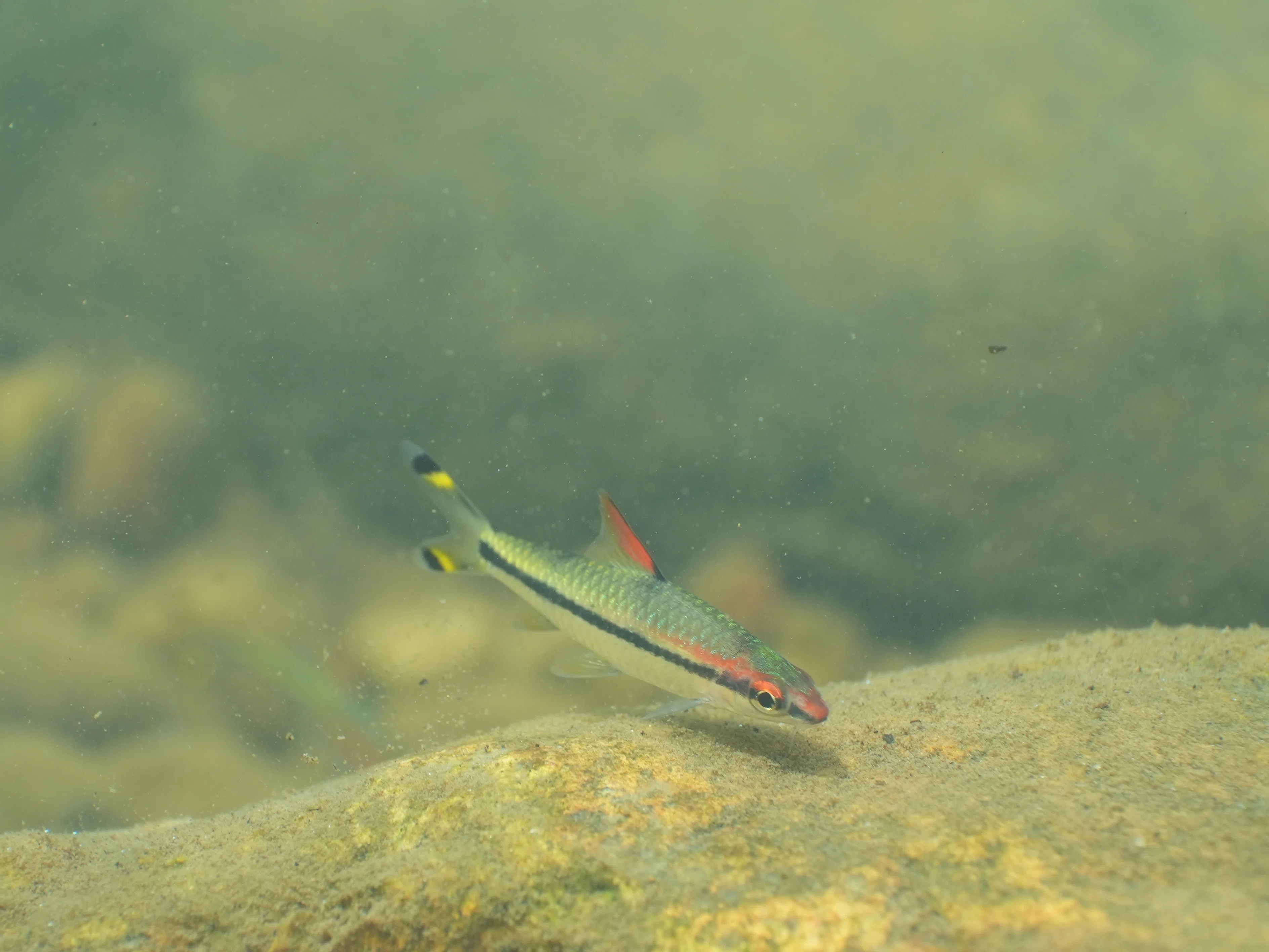 Sea Frogsのハウジングを半年間使った感想｜少年の水族館