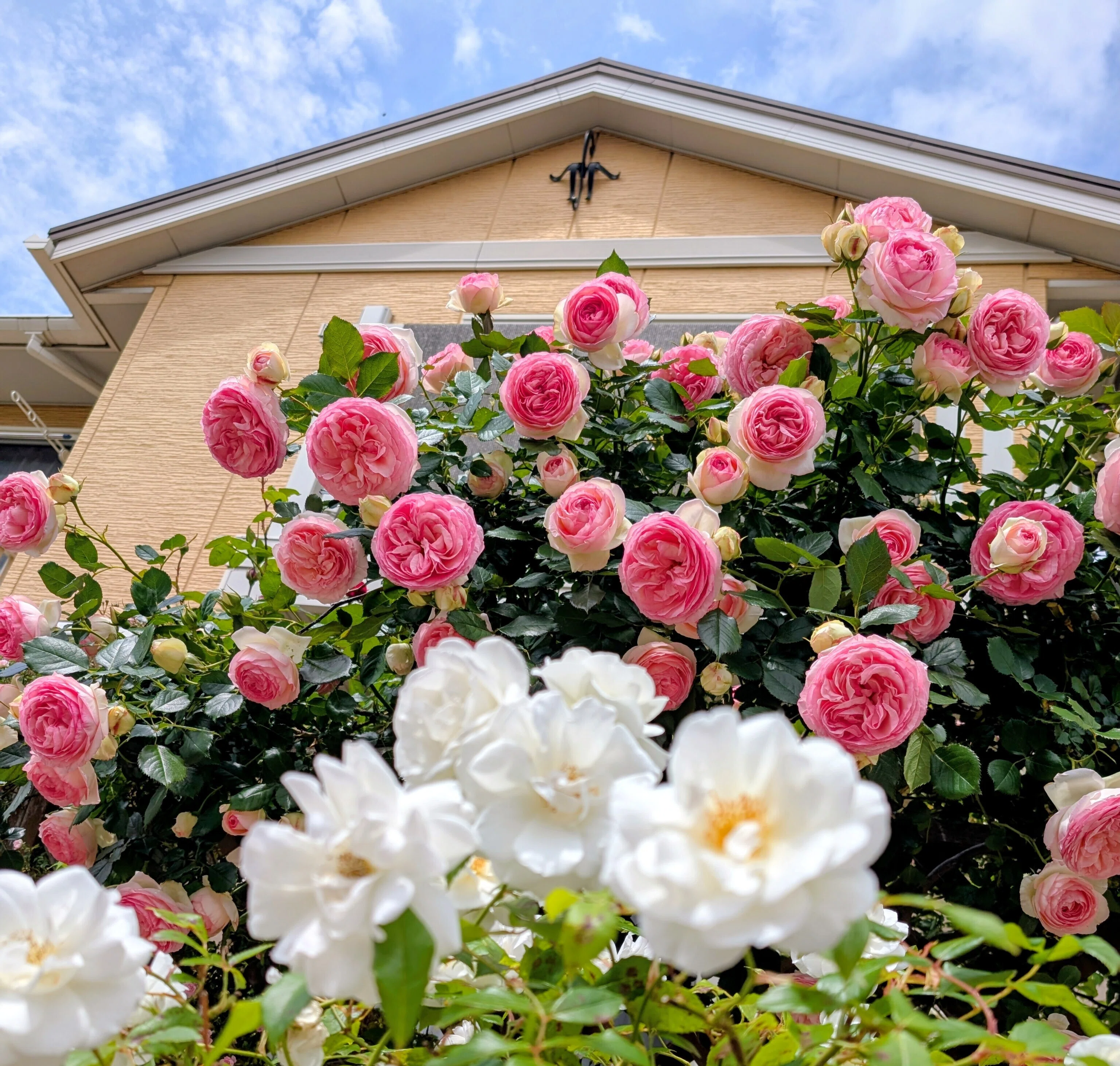 薔薇生花 5月皐月様 5月は薔薇月｜Mari