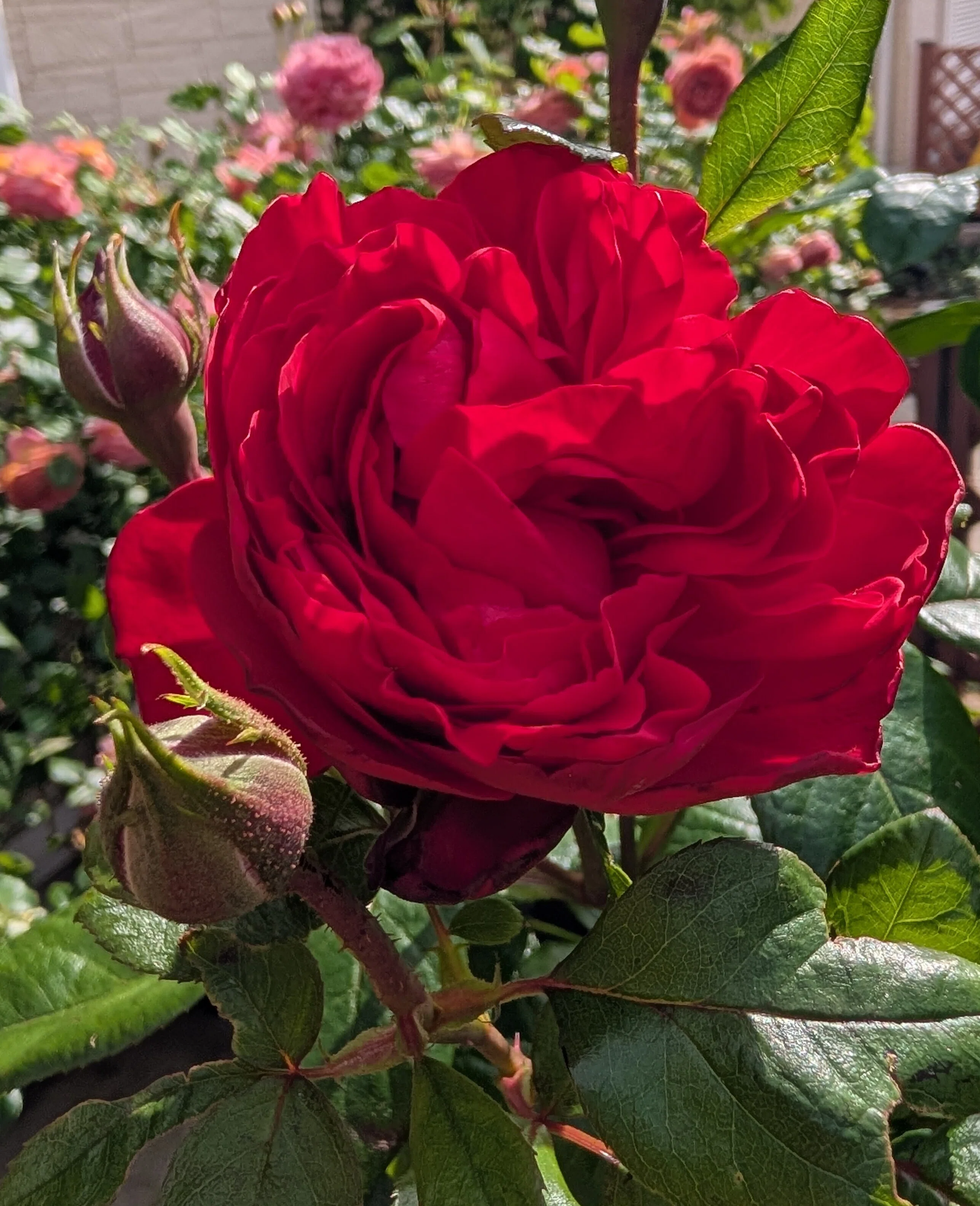 5月は薔薇月｜Mari