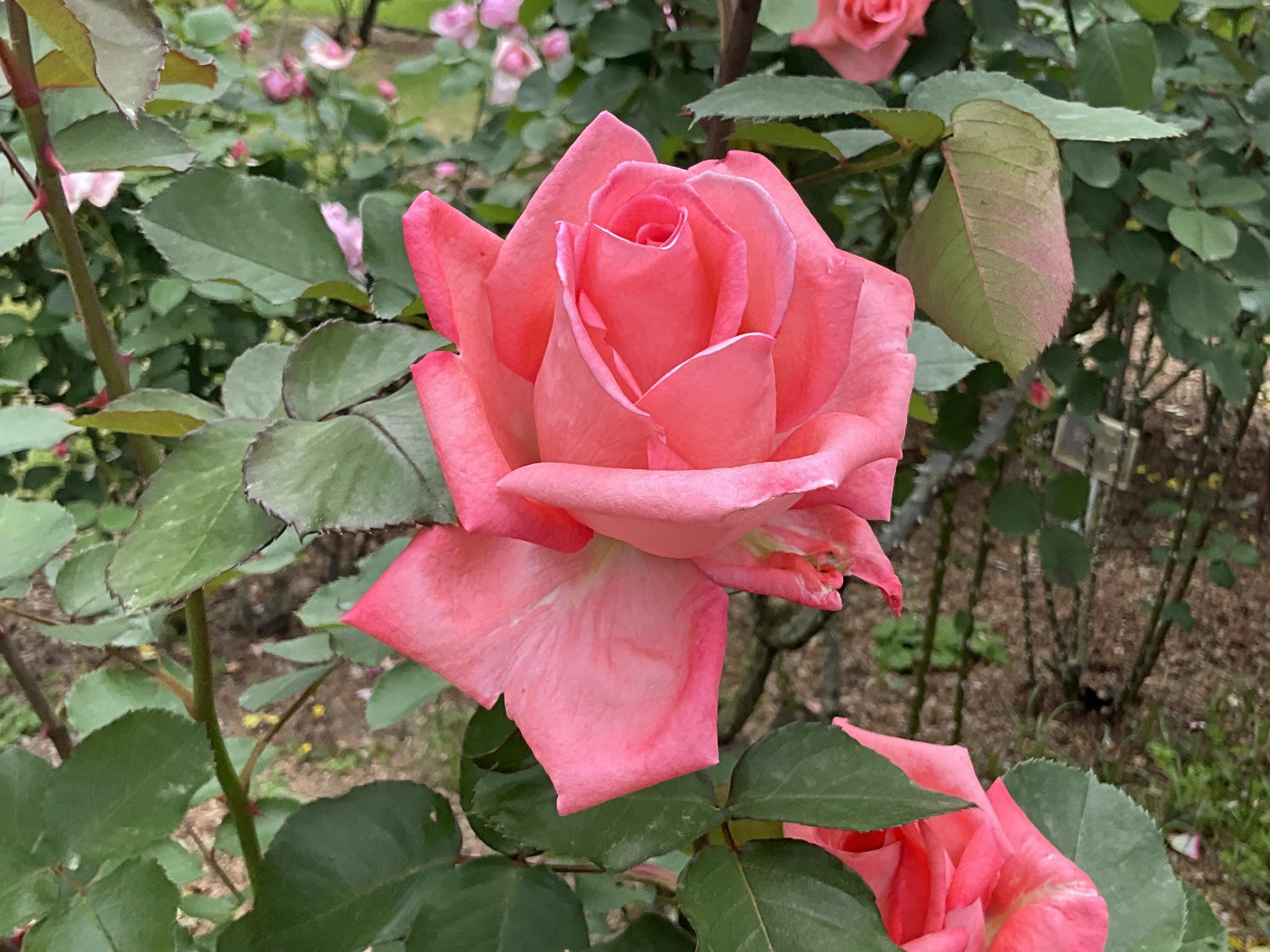 ローズ ドルチェビータ 薔薇 ドルチェ・ヴィータ 京都府立植物園 2026