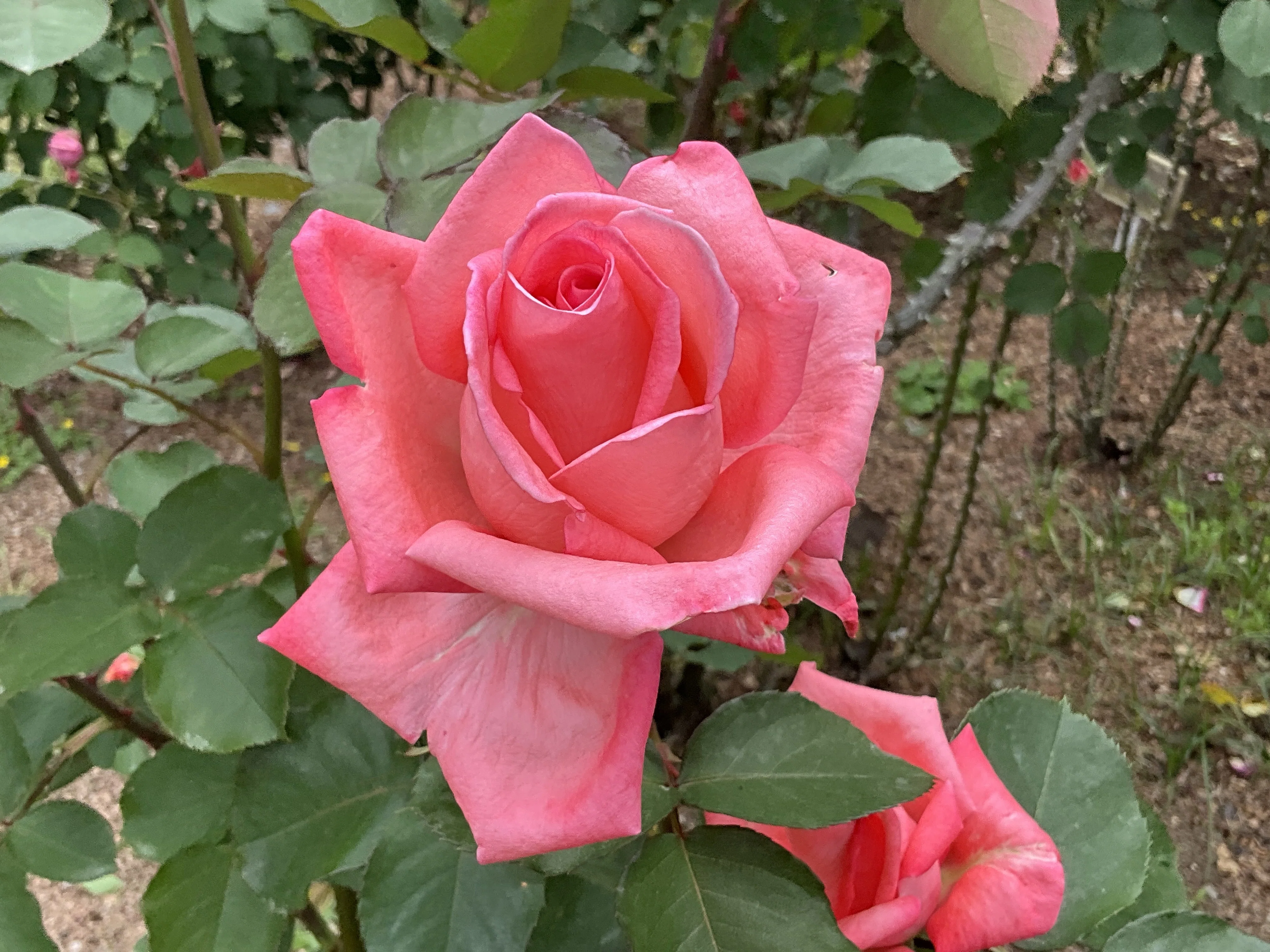 ドルチェ・ヴィータ（京都府立植物園）：2026年5月1日（金）｜藤井秀昭