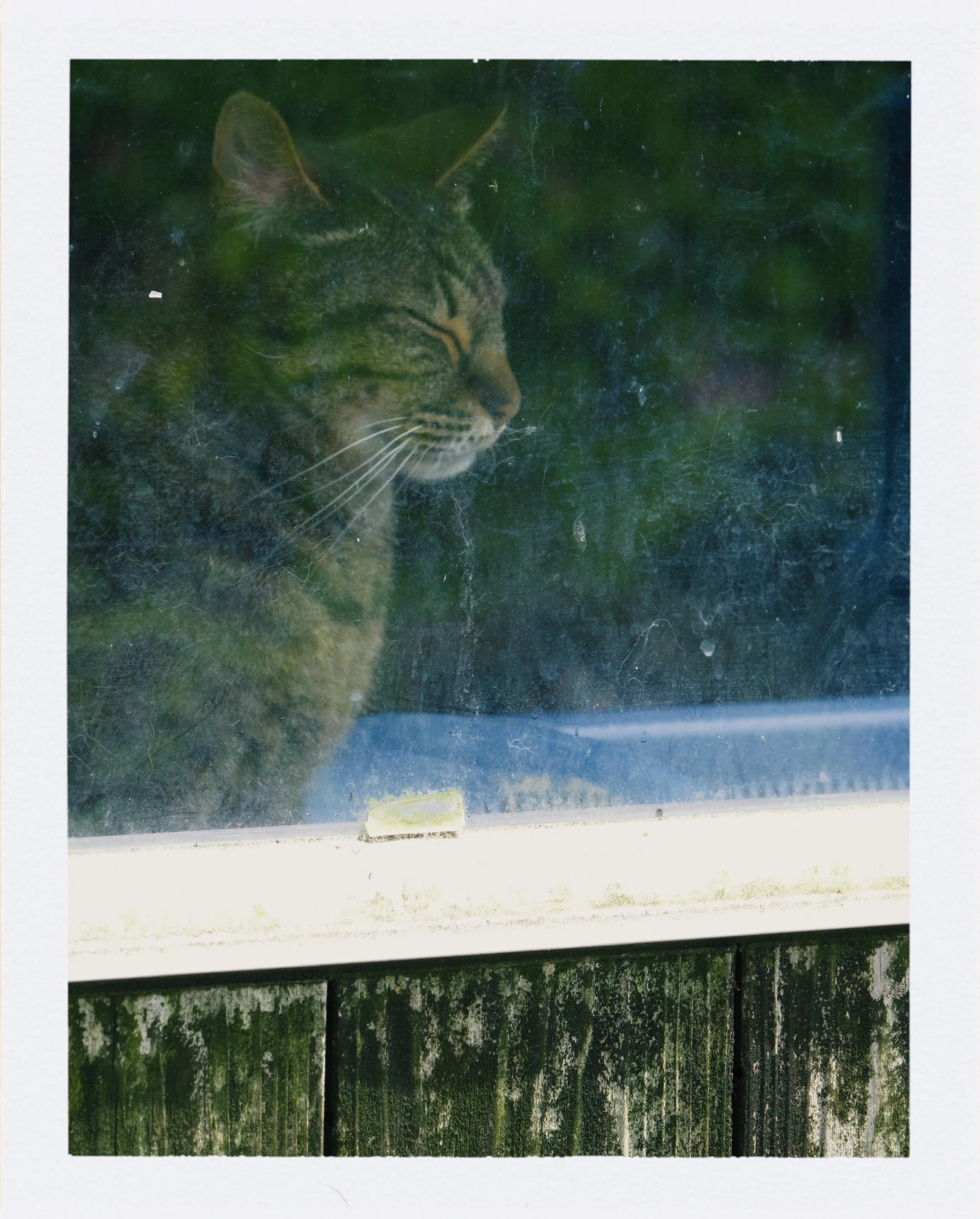 ドアップで猫を撮ってみた/カメラ・写真｜北岡＠カメラ/写真