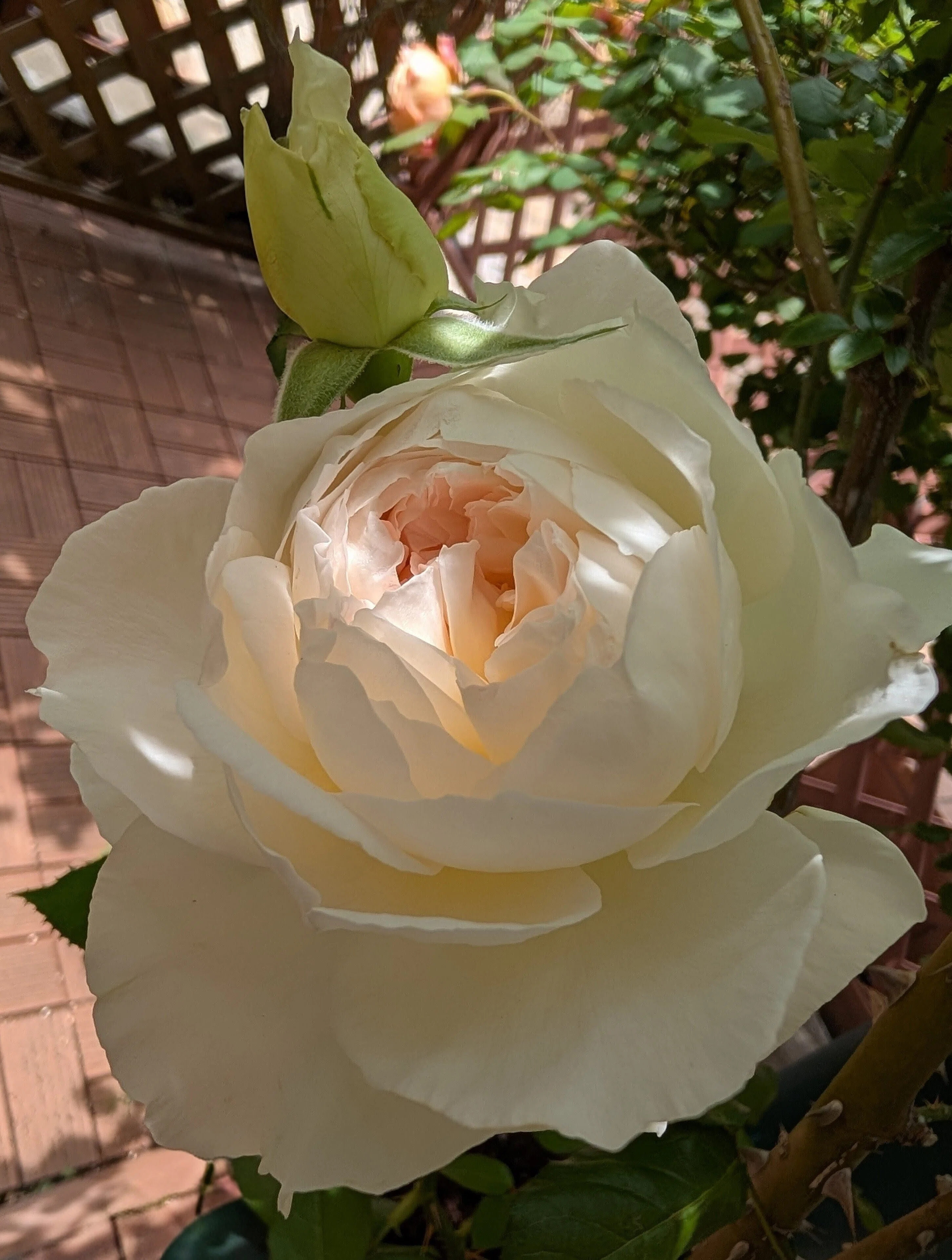 5月は薔薇月｜Mari