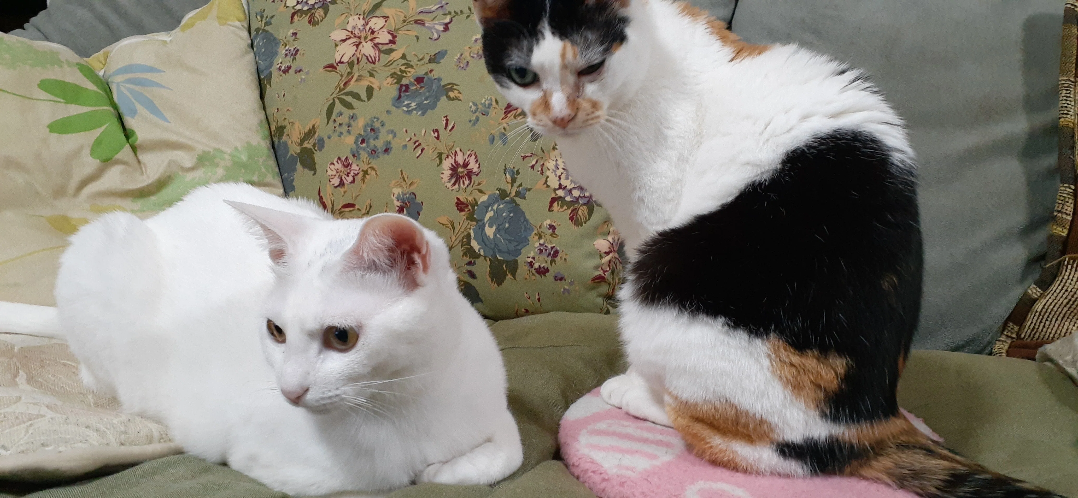 1回だけ生きたねこ（または、あるミケ猫の一生）｜皮肉屋ジョー