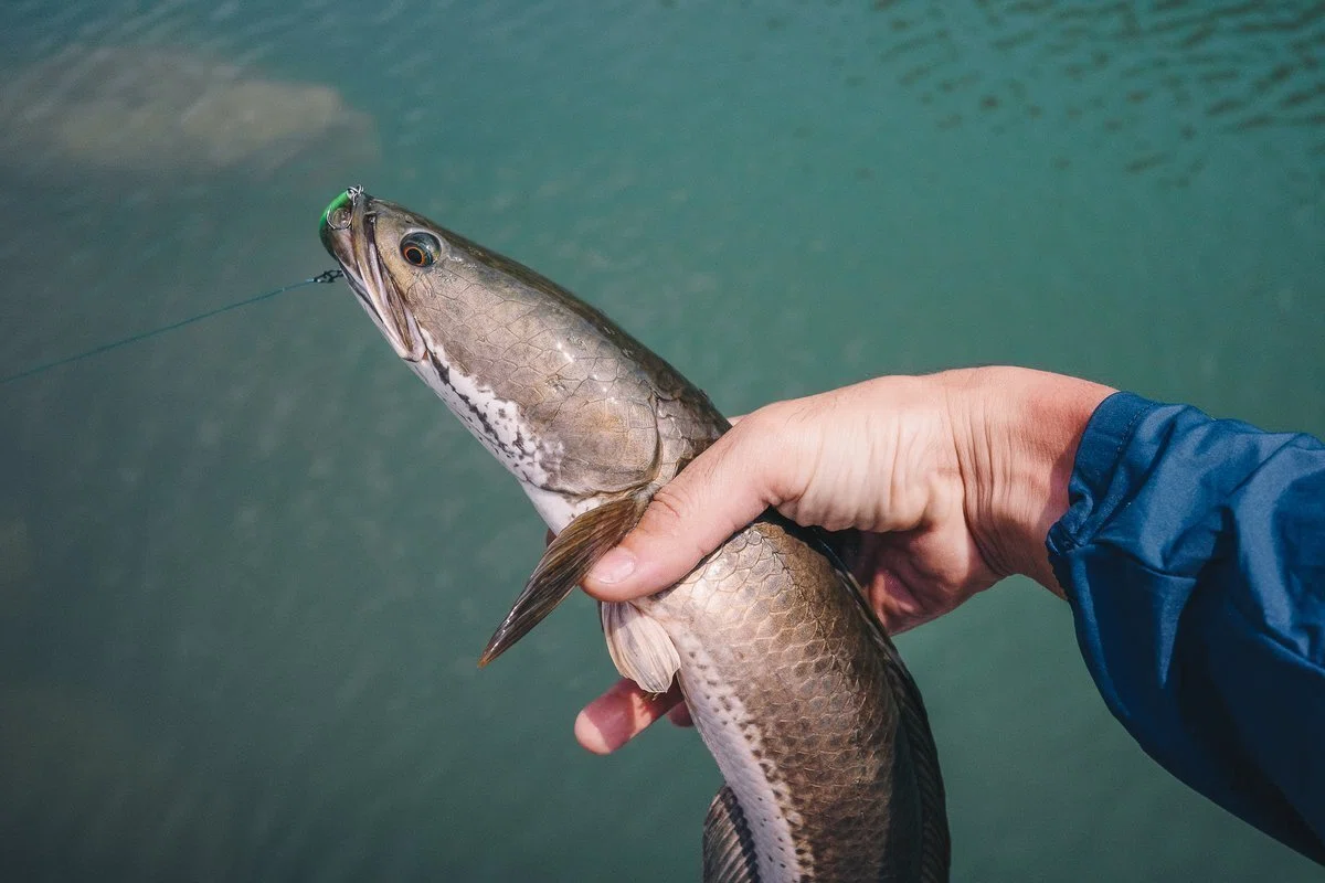 海外でライド＆フィッシュ！ 台湾に夢の魚を追いかけて｜中編｜SHIMANO 