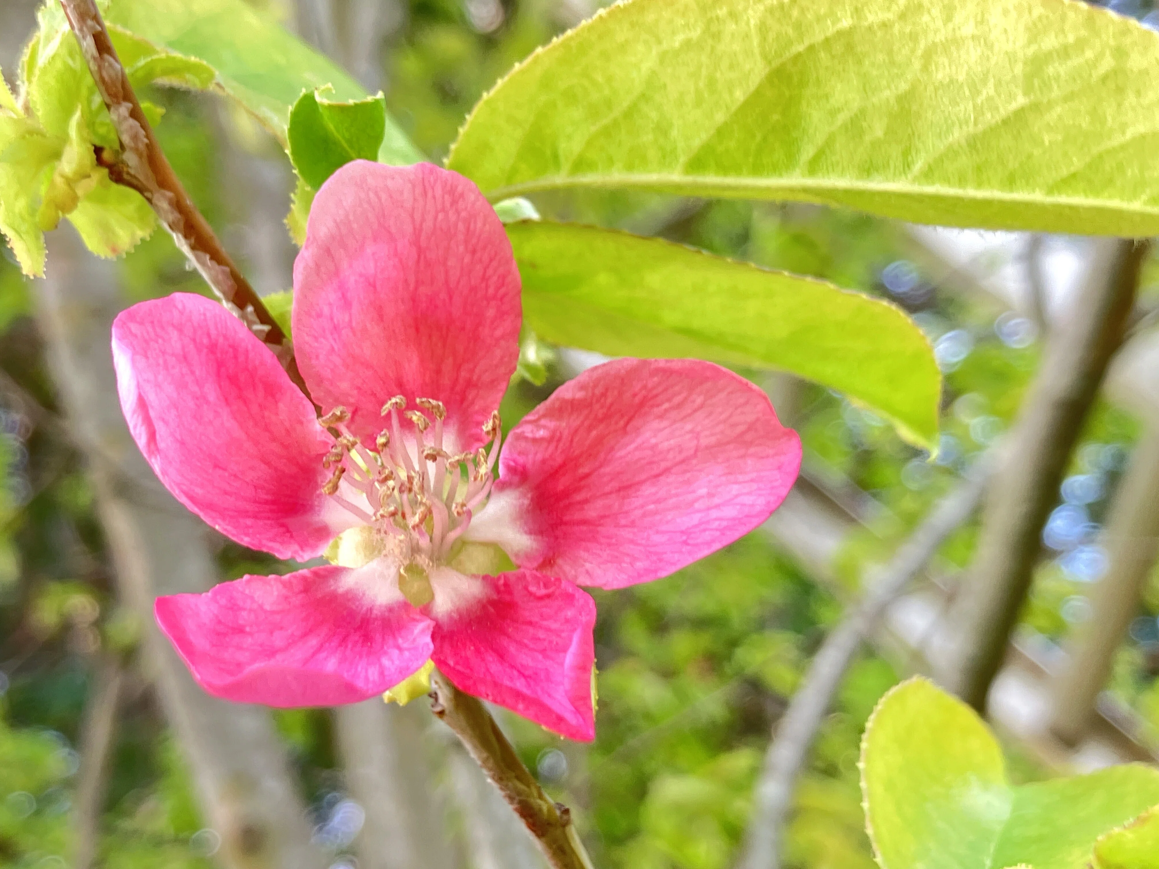 カリン（花梨）が今年も 咲きました！｜ちょっと気になるし。