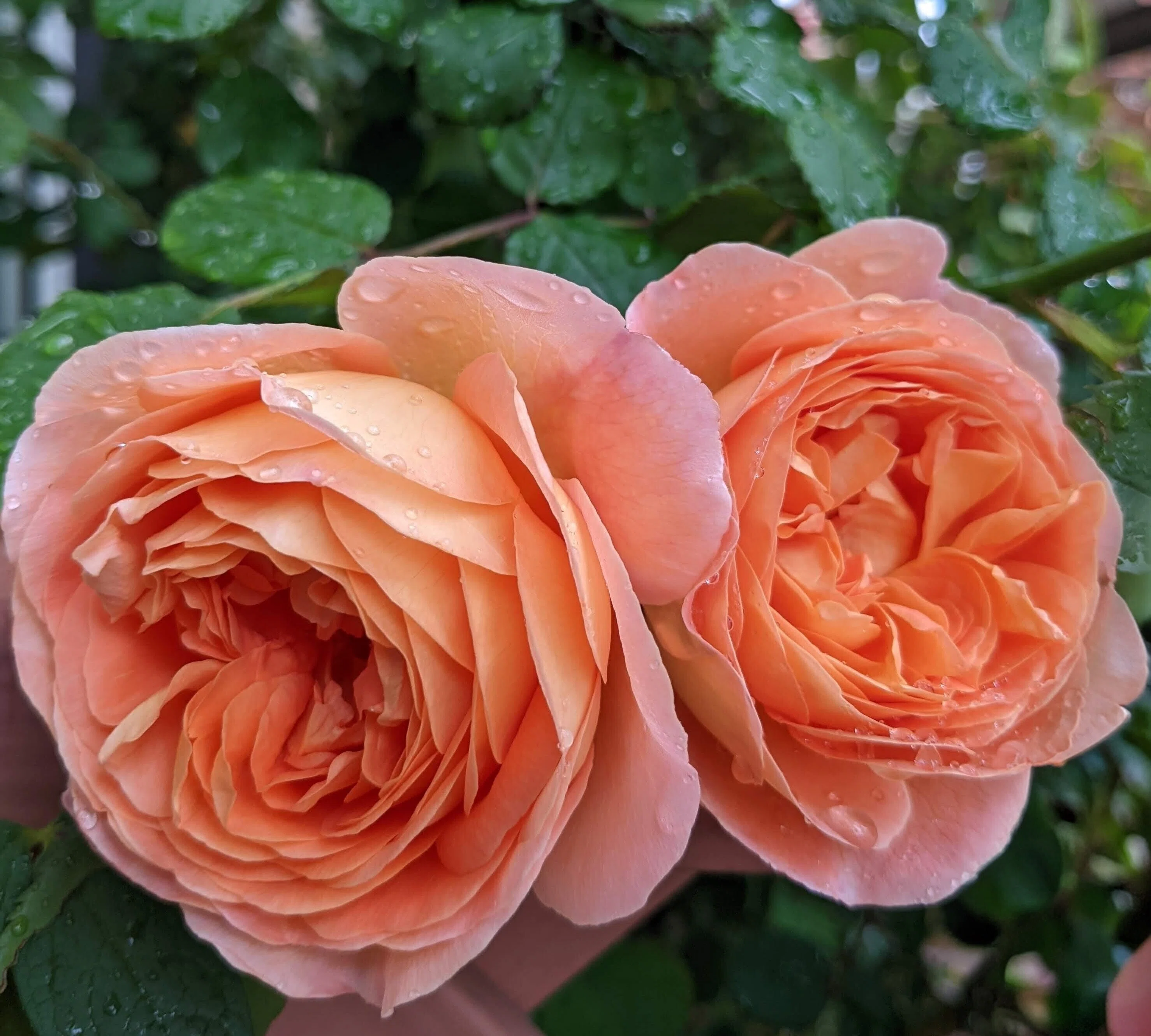 5月は薔薇月｜Mari
