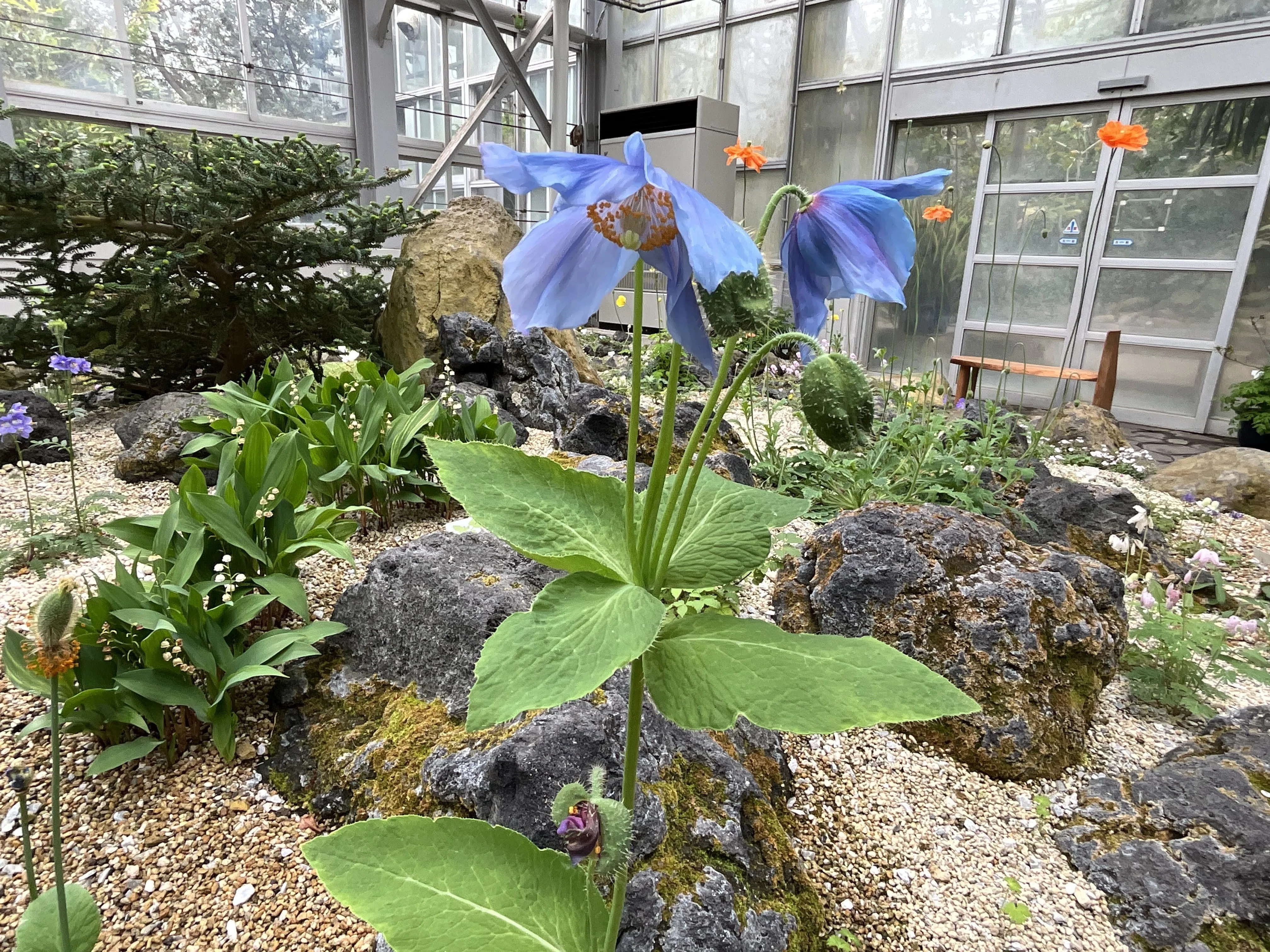 メコノプシス・ベトニキフォリア（幻の青いケシ）（京都府立植物園