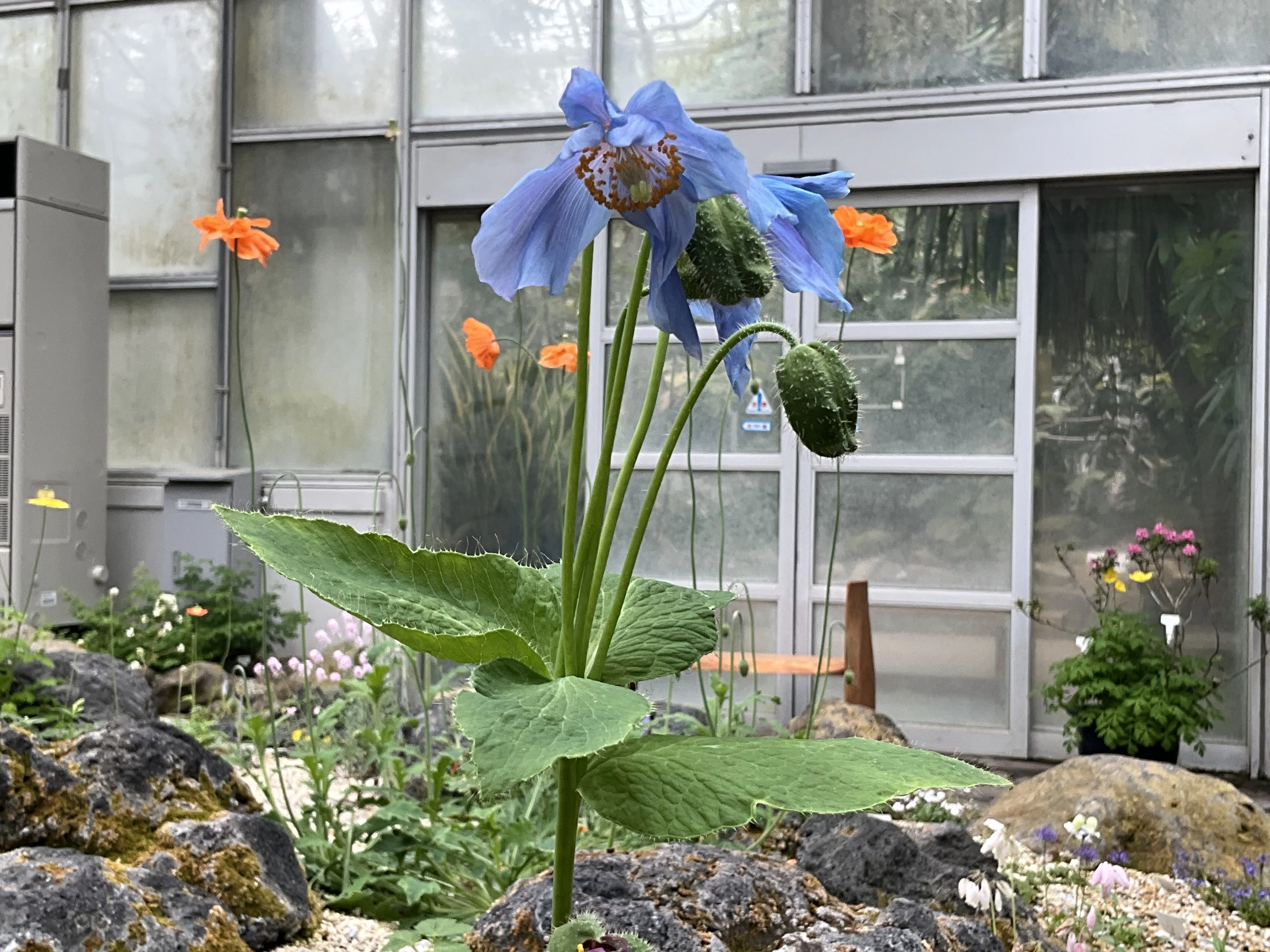 メコノプシス・ベトニキフォリア（幻の青いケシ）（京都府立植物園