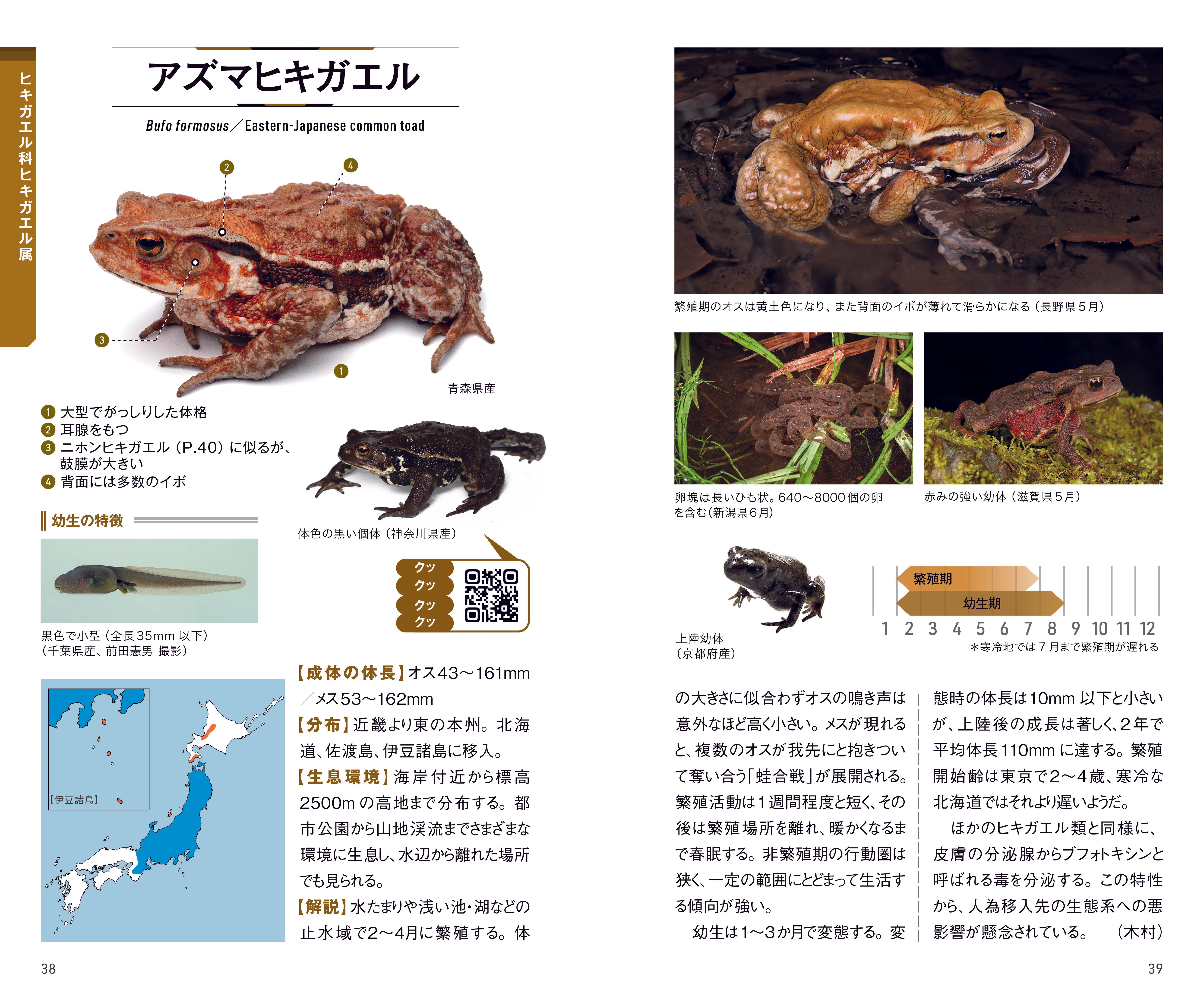 知っているようで意外と知らない？カエルとオタマジャクシのこと