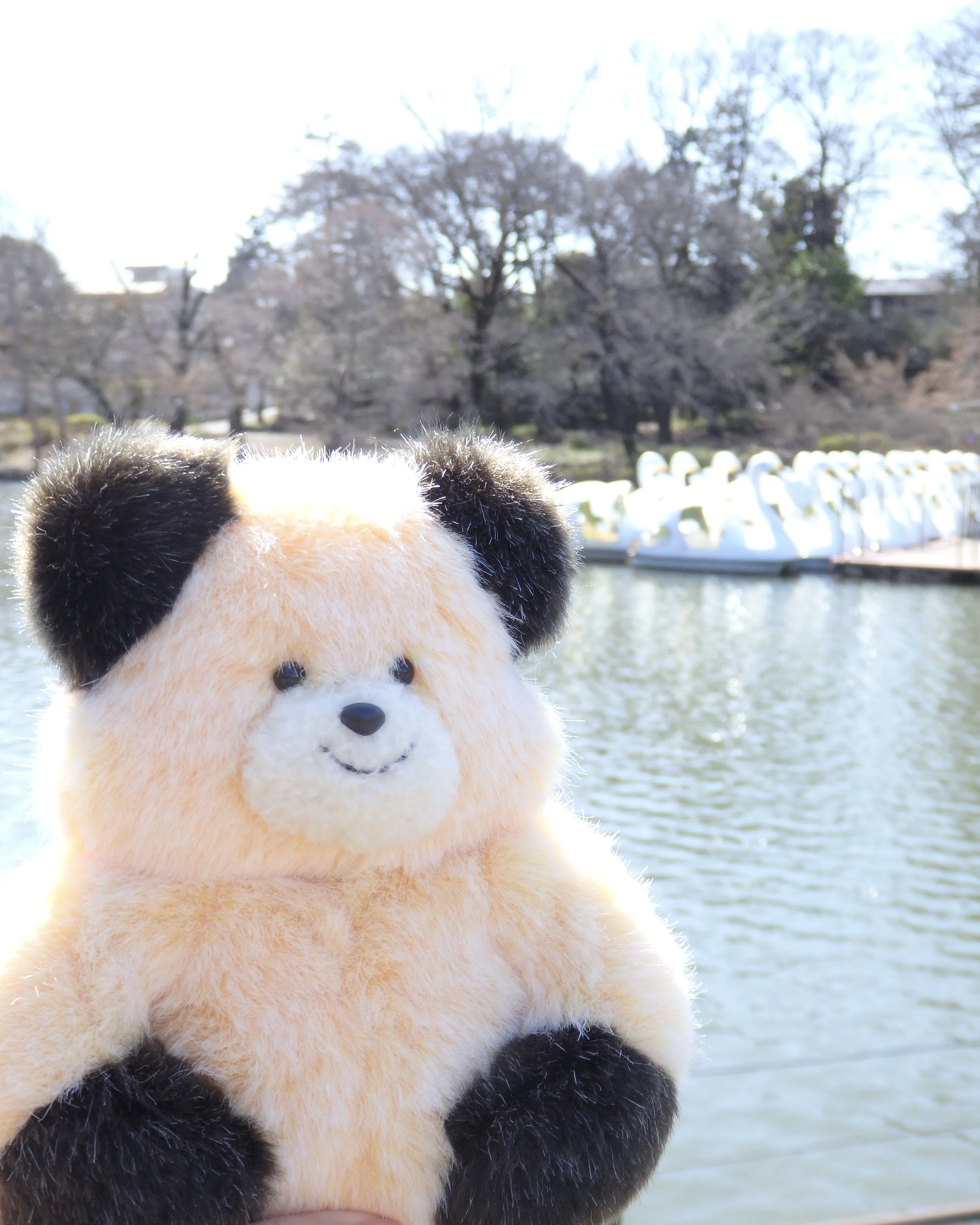 ご報告｜今月のぬいぐるみ販売について｜きゃろねこ | すこやかな