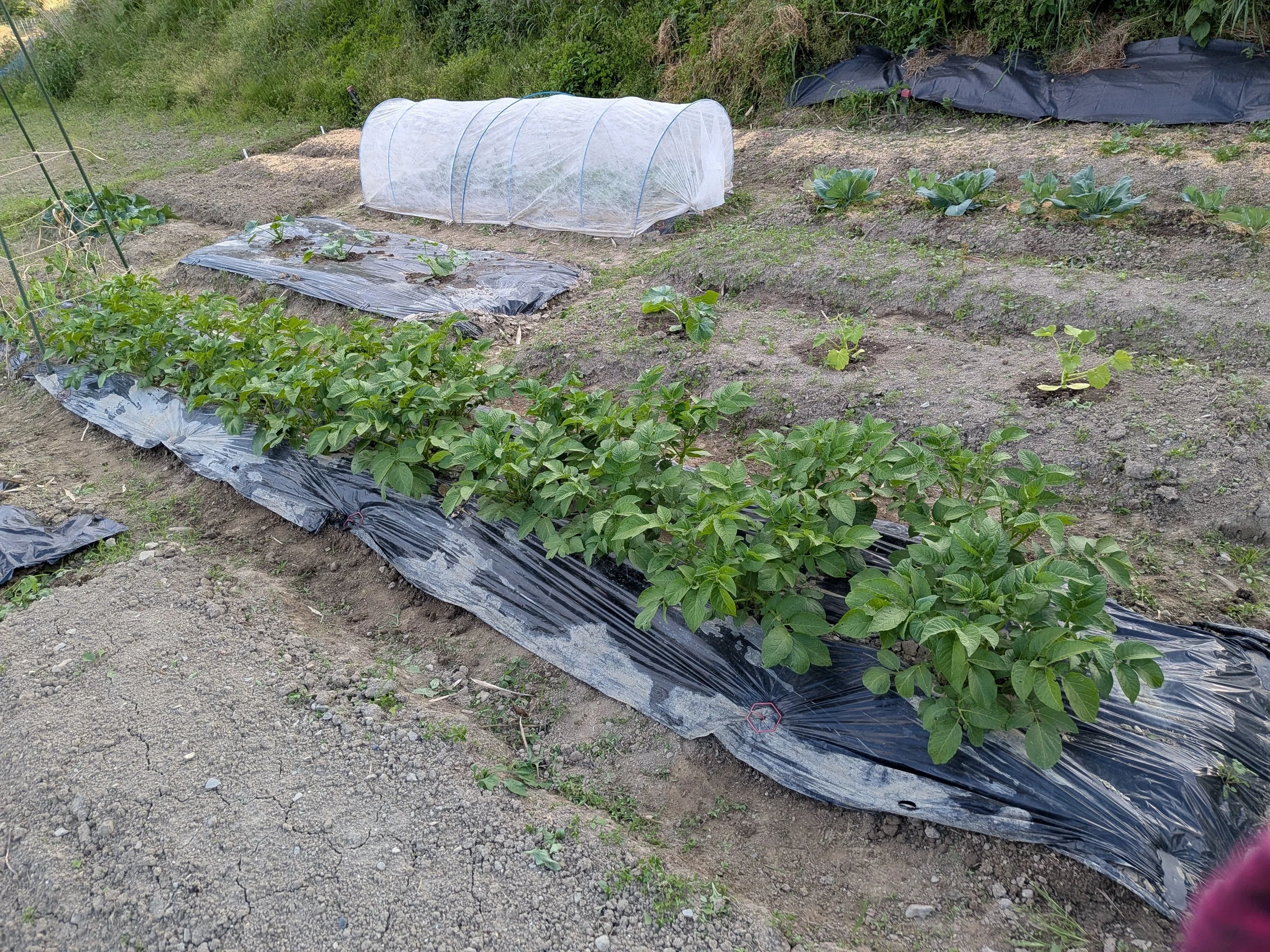 20坪家庭菜園｜植え付け時期に毎年悩む｜さとちゃん農園