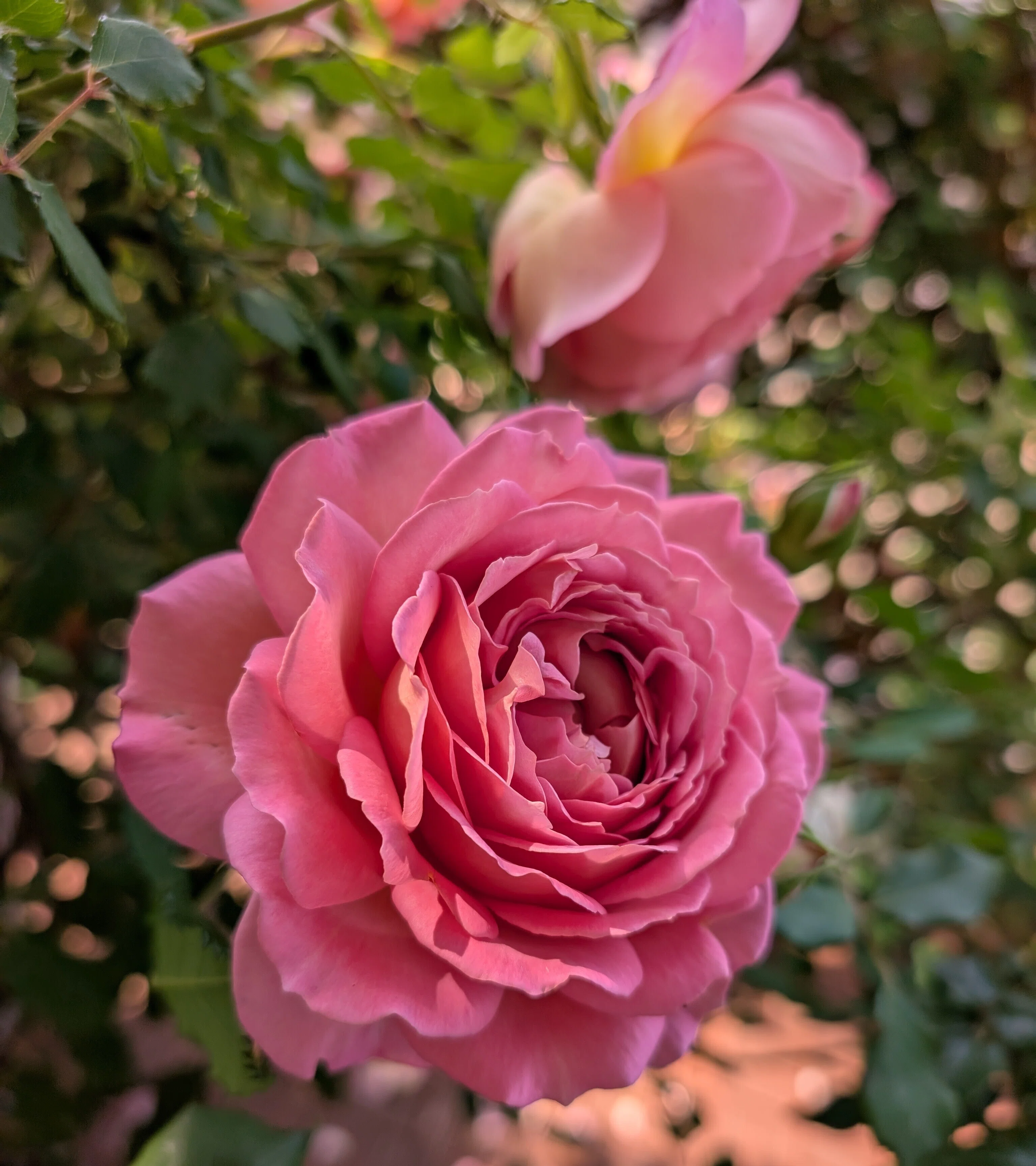 5月は薔薇月｜Mari