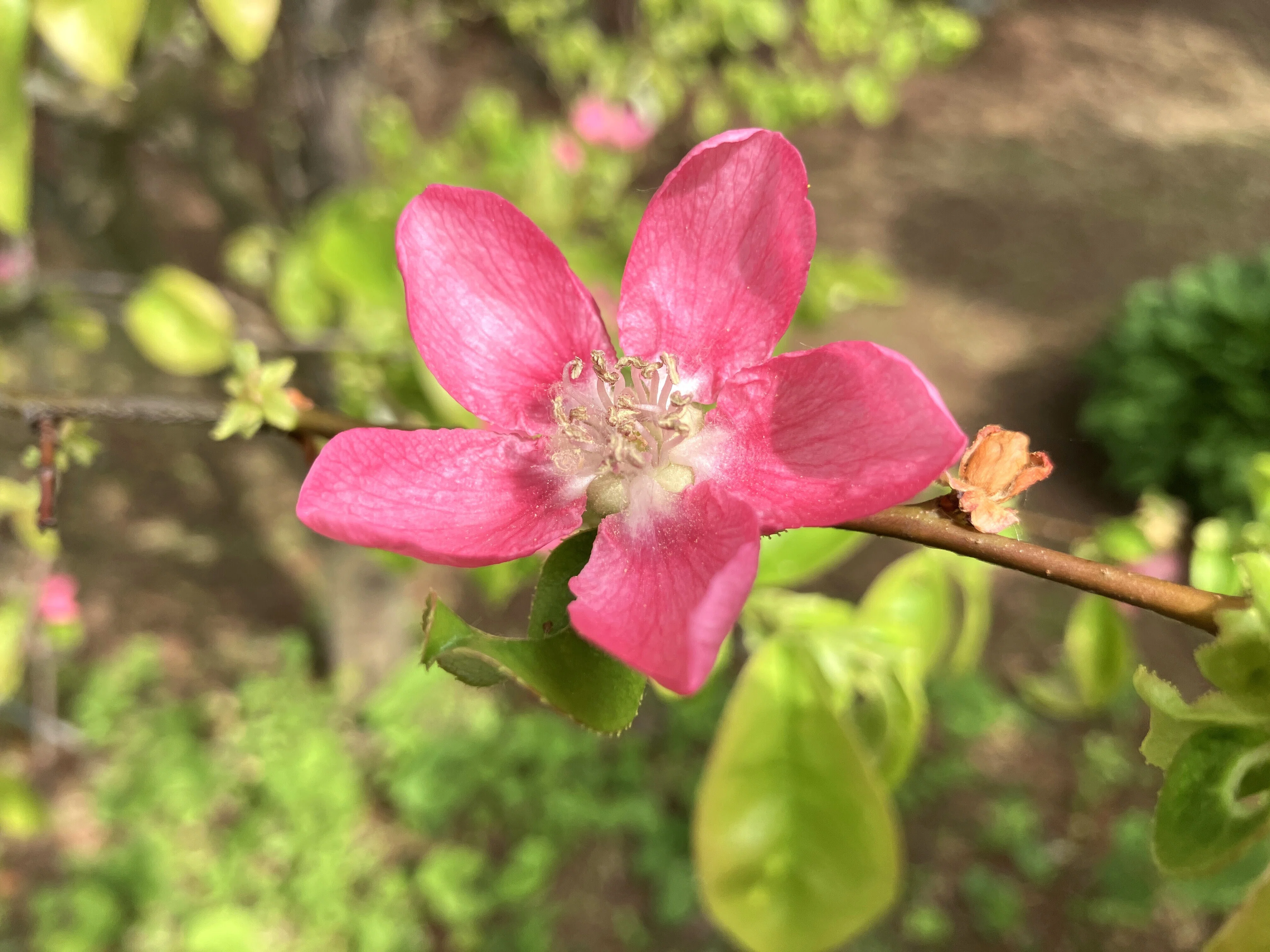 カリン（花梨）が今年も 咲きました！｜ちょっと気になるし。