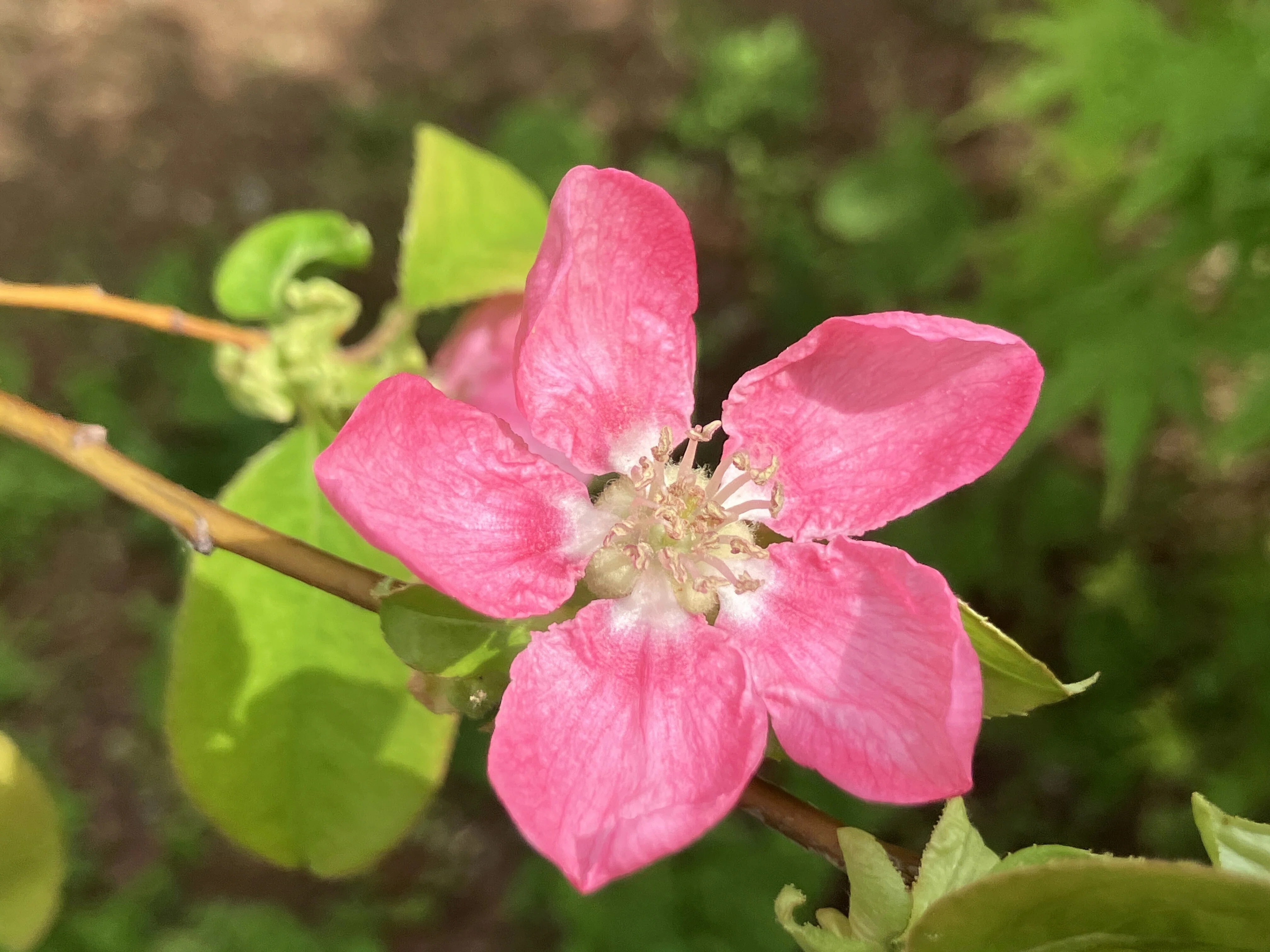 カリン（花梨）が今年も 咲きました！｜ちょっと気になるし。