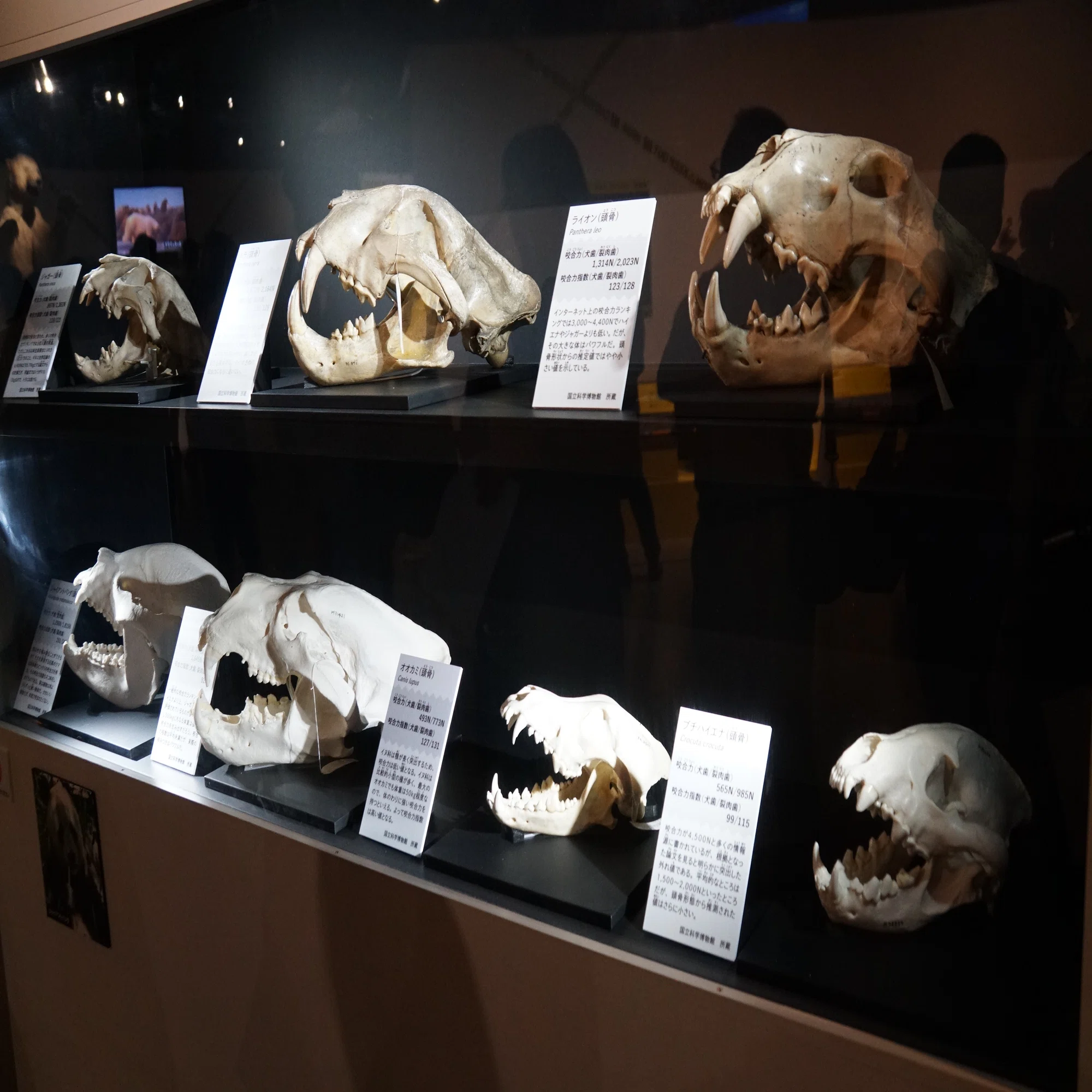 2026/5/8 国立科学博物館 特別展「超危険生物展」と企画展「かこさとし