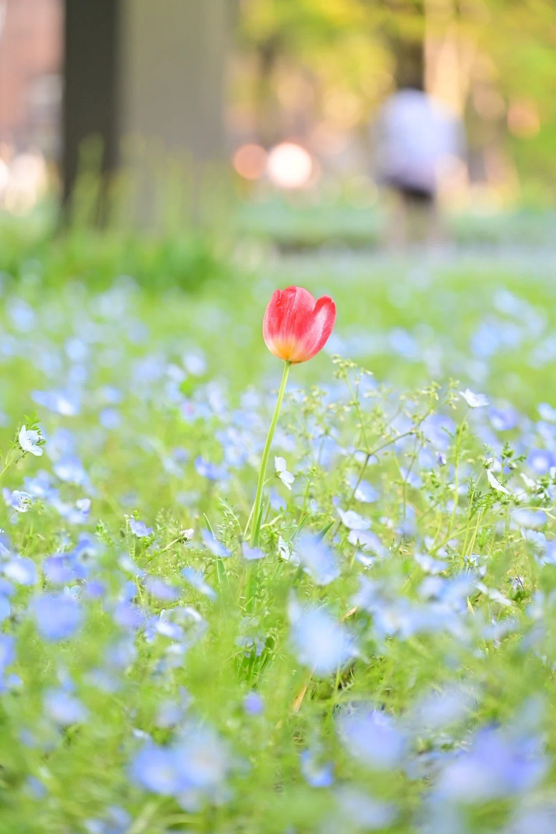 東京さんぽ／2026年4月 ネモフィラと日比谷公園｜mitsuki sora