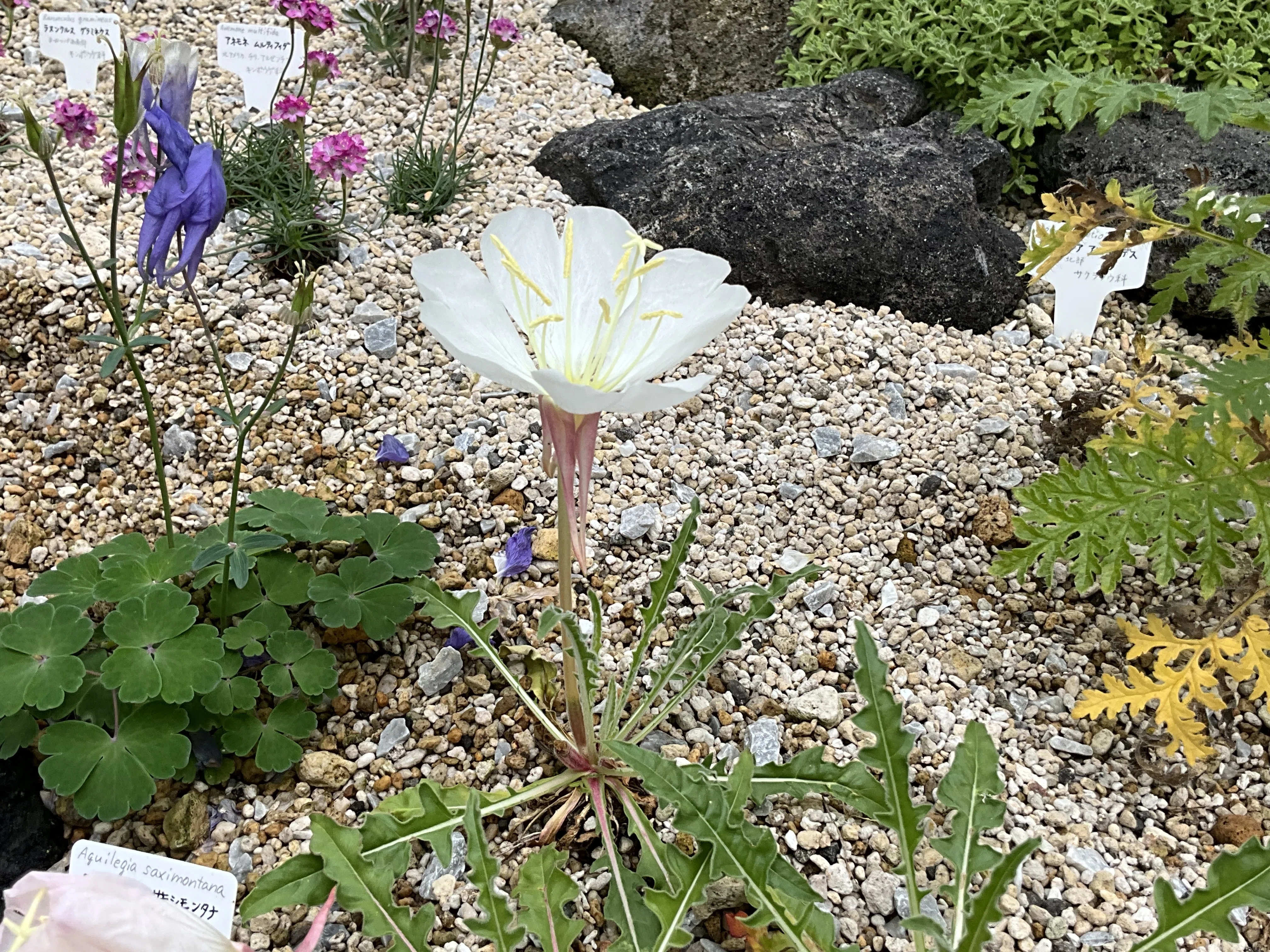 白い花様 オエノテラ・ケスピトサ・マルギナタ（京都府立植物園）：2026年5月9日