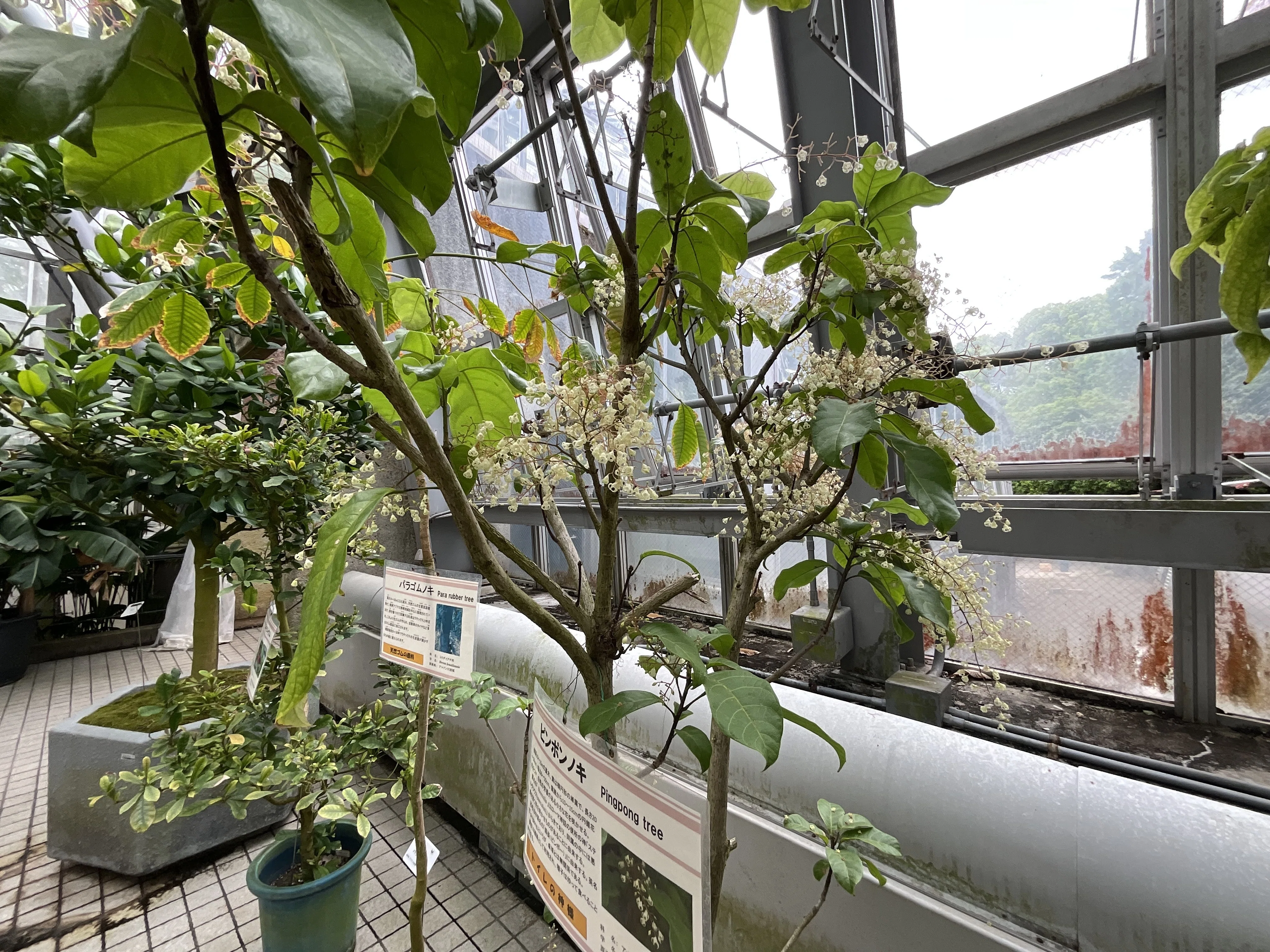 ピンポンノキ（続編）（京都府立植物園）：2026年4月24日（金）｜藤井