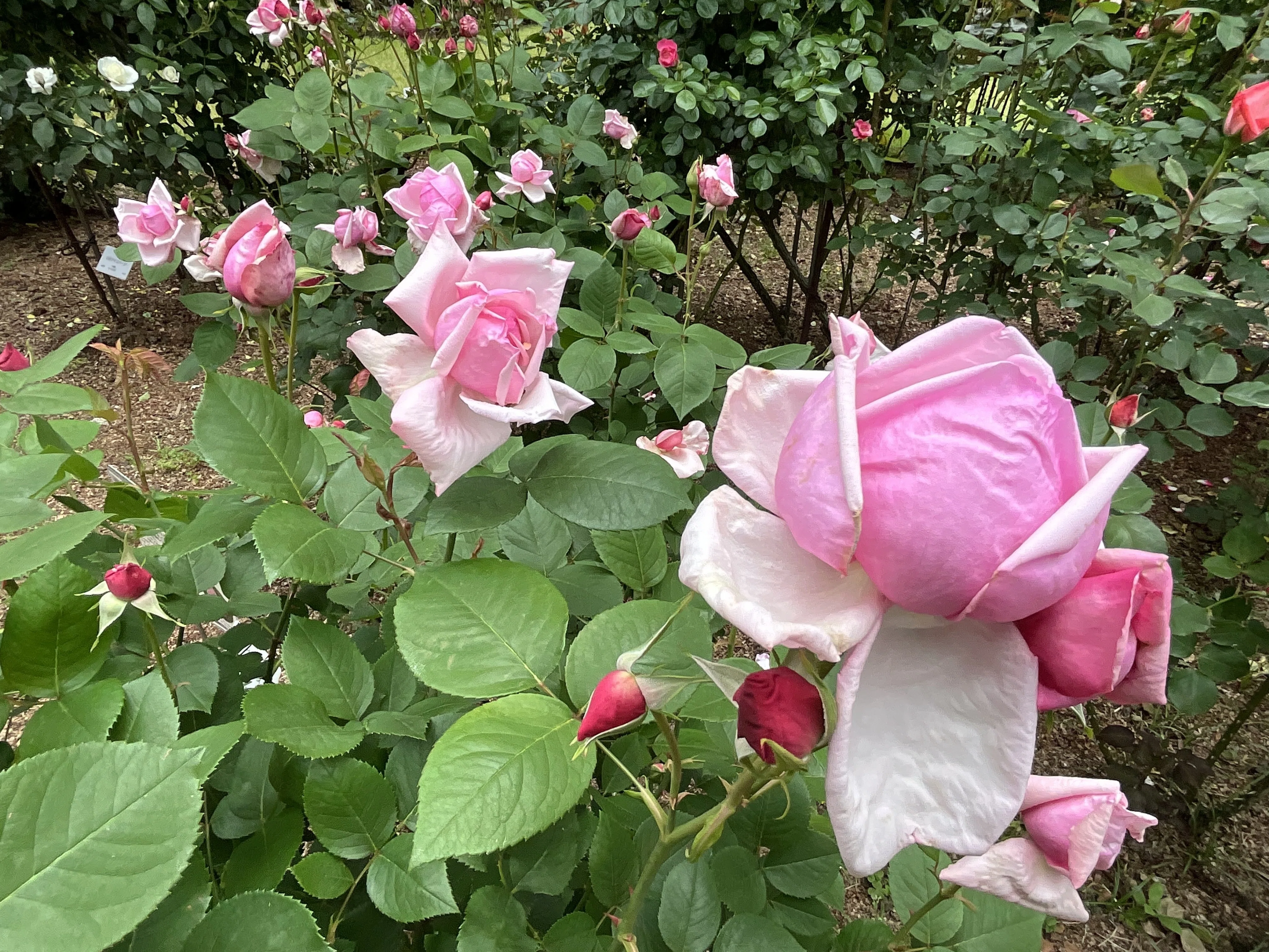 ラ・フランス（京都府立植物園）：2026年5月9日（土）｜藤井秀昭