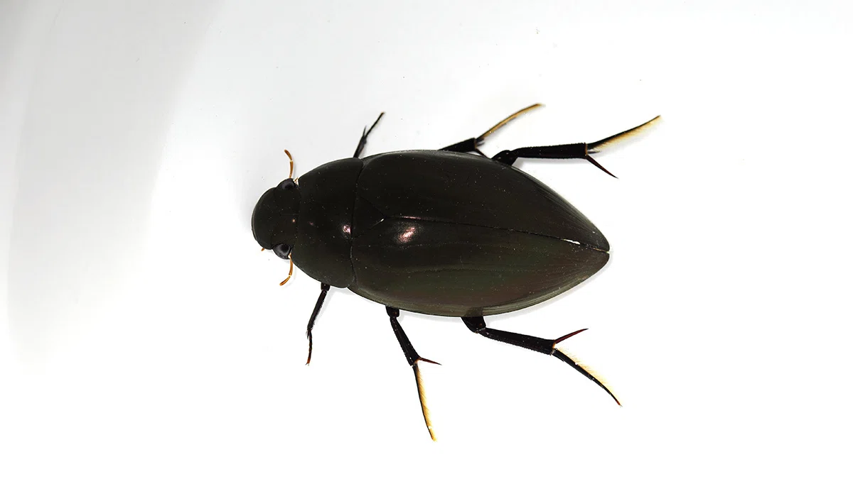 福島県の水生昆虫 2（2026年4月）｜Hinata