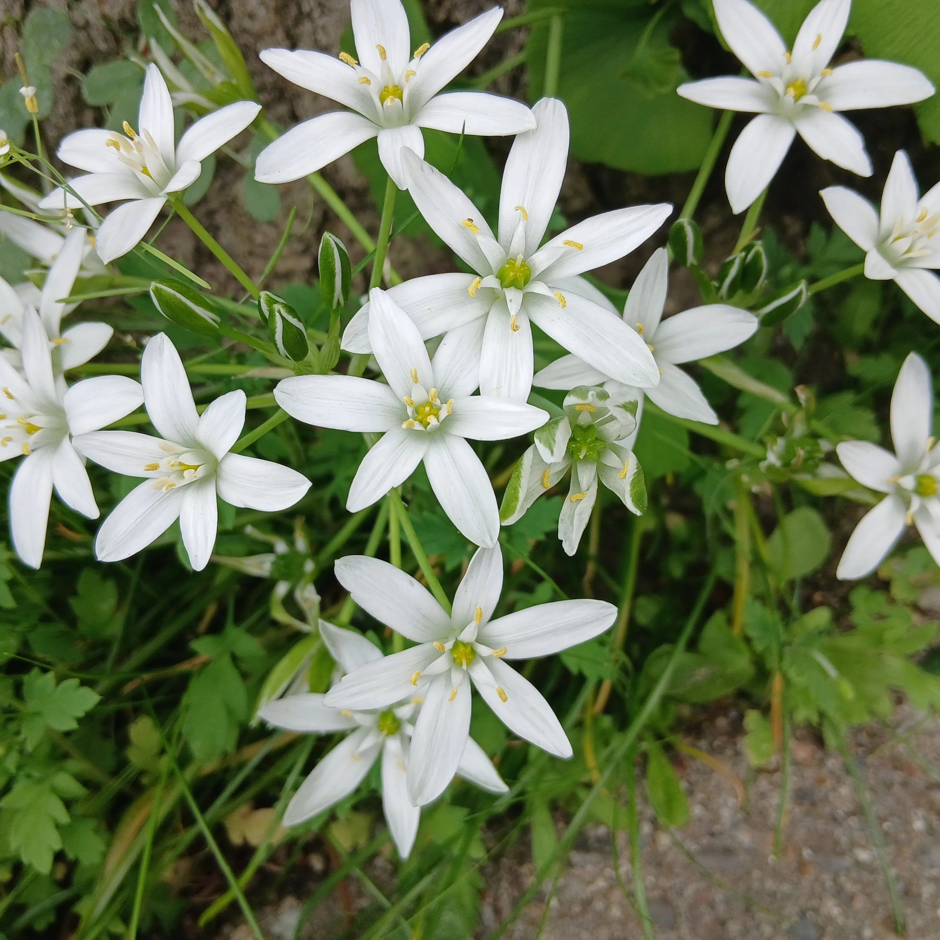 ゆっくり歩けば見つかる宝物。春の草花と水辺の風景」｜すずらん