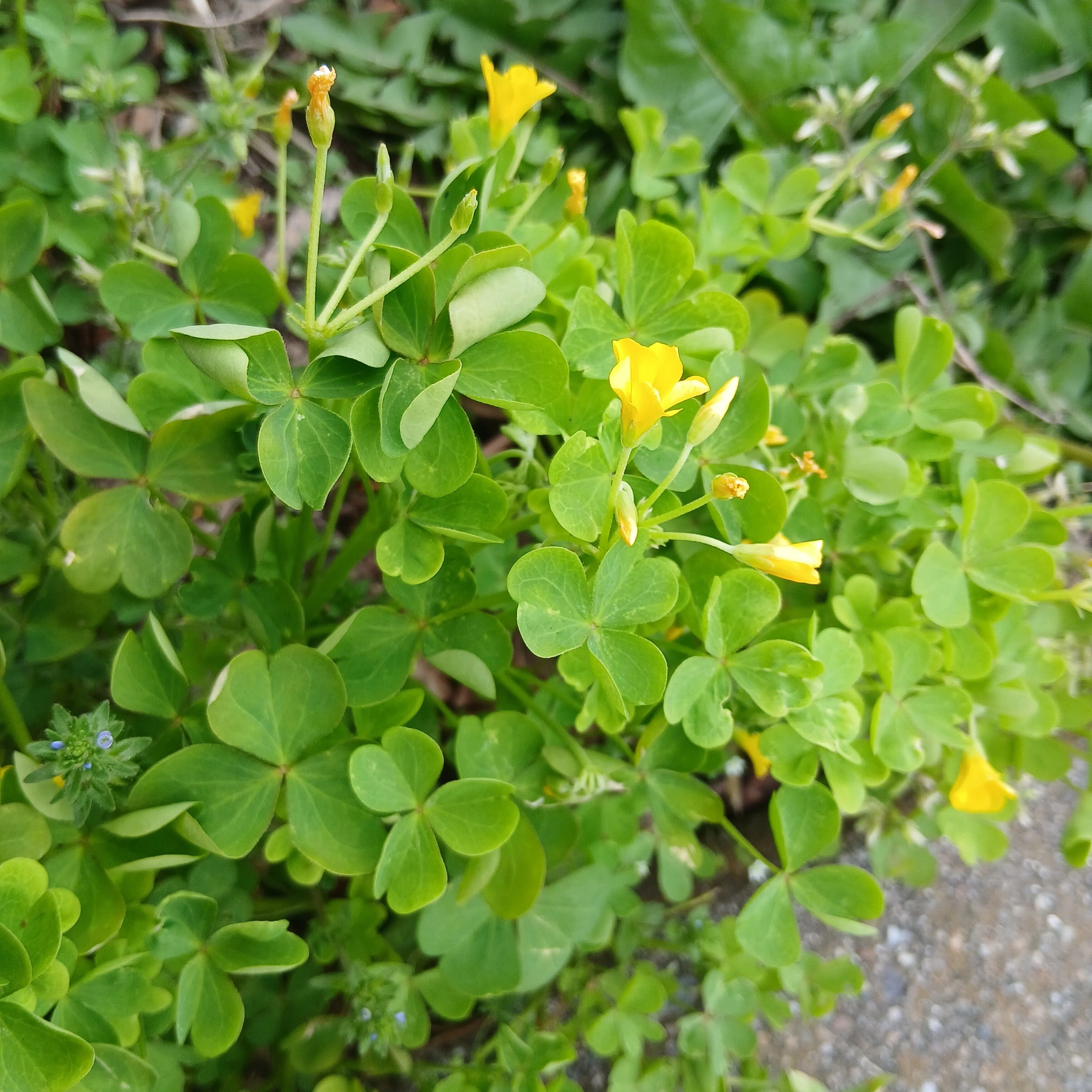 ゆっくり歩けば見つかる宝物。春の草花と水辺の風景」｜すずらん