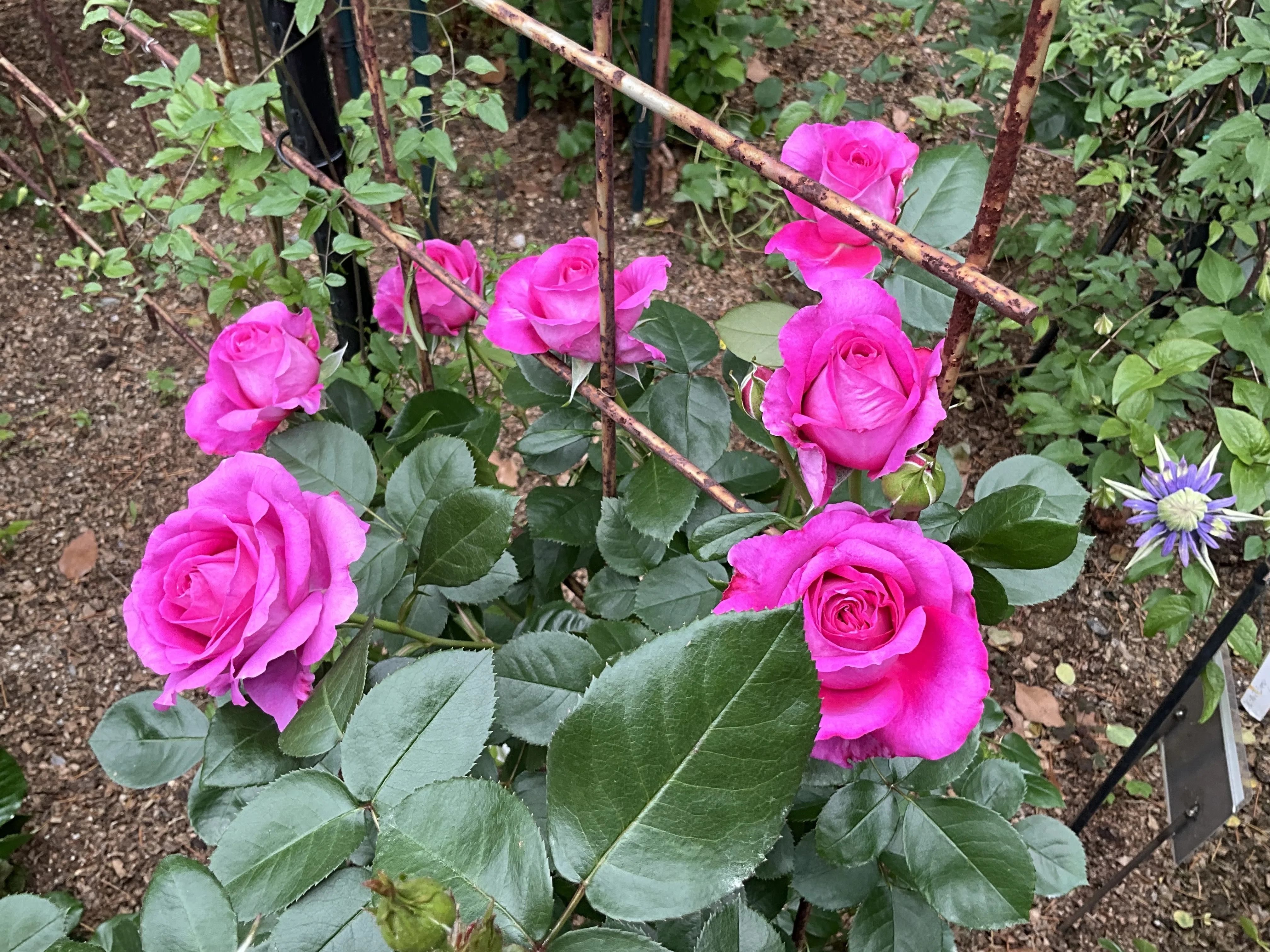Claire Marshall (Kyoto Botanical Gardens): May 10, 2026 (Sun