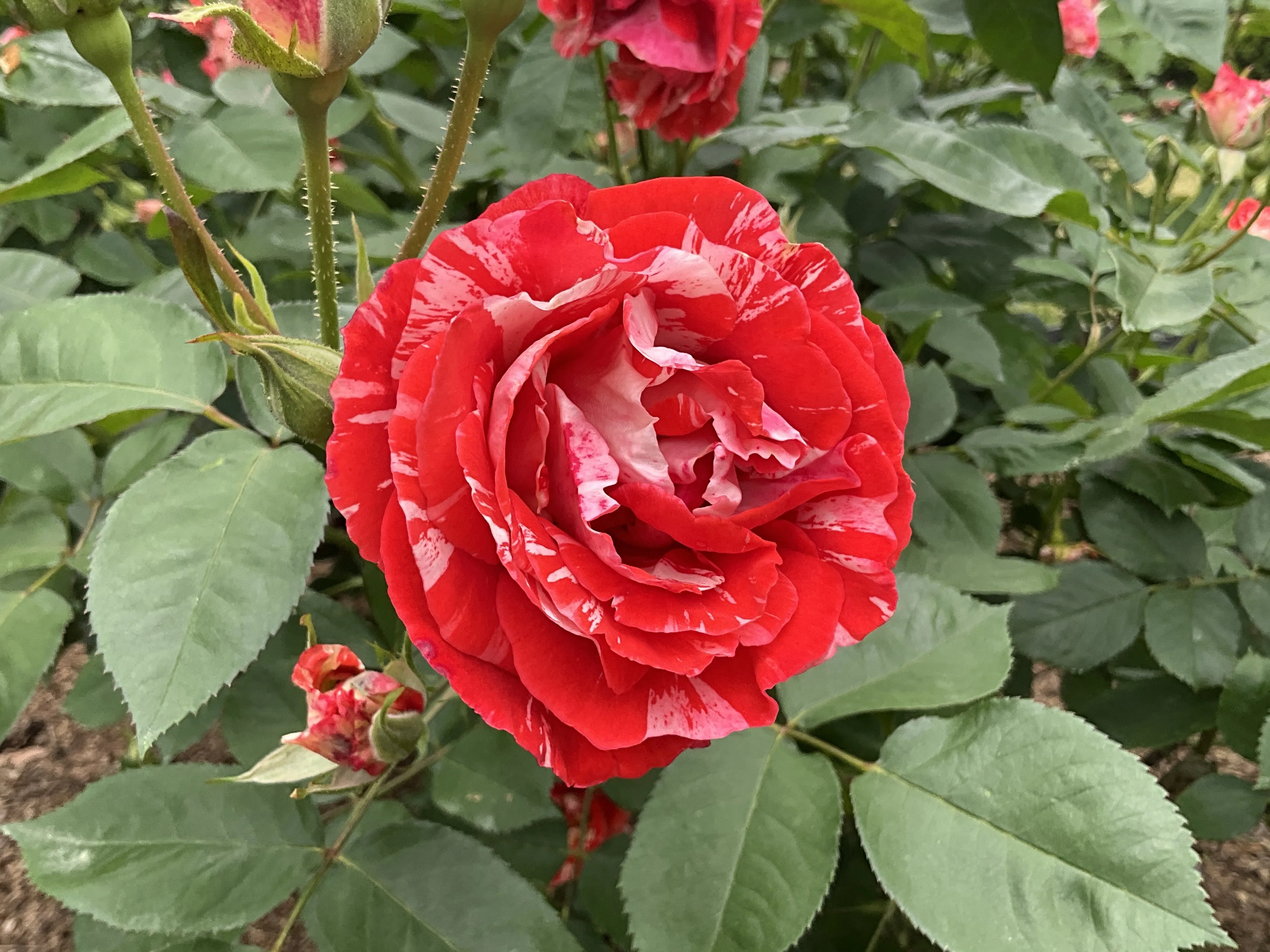 オレンジ・スプラッシュ（京都府立植物園）：2026年5月10日（日