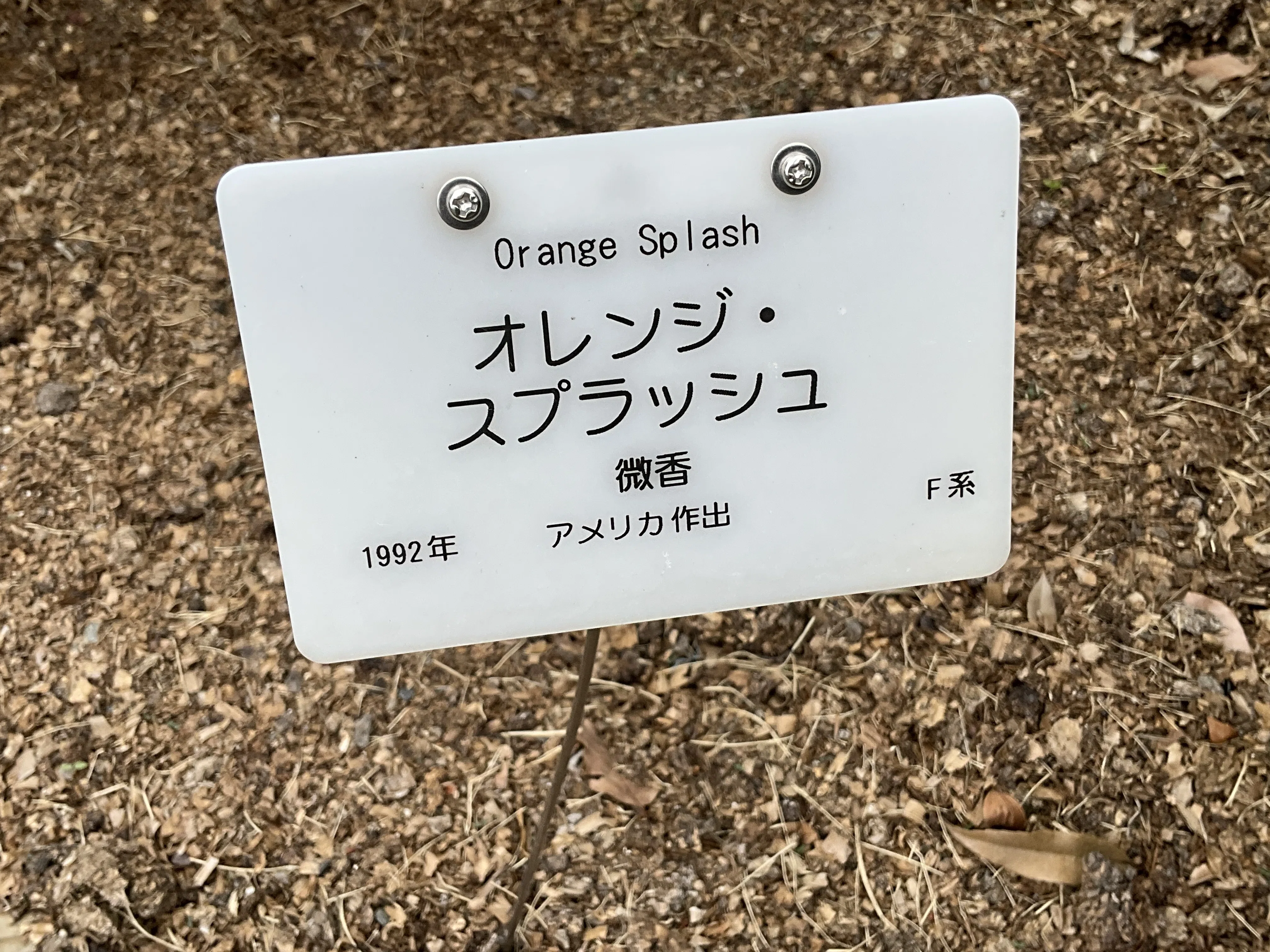 オレンジ・スプラッシュ（京都府立植物園）：2026年5月10日（日