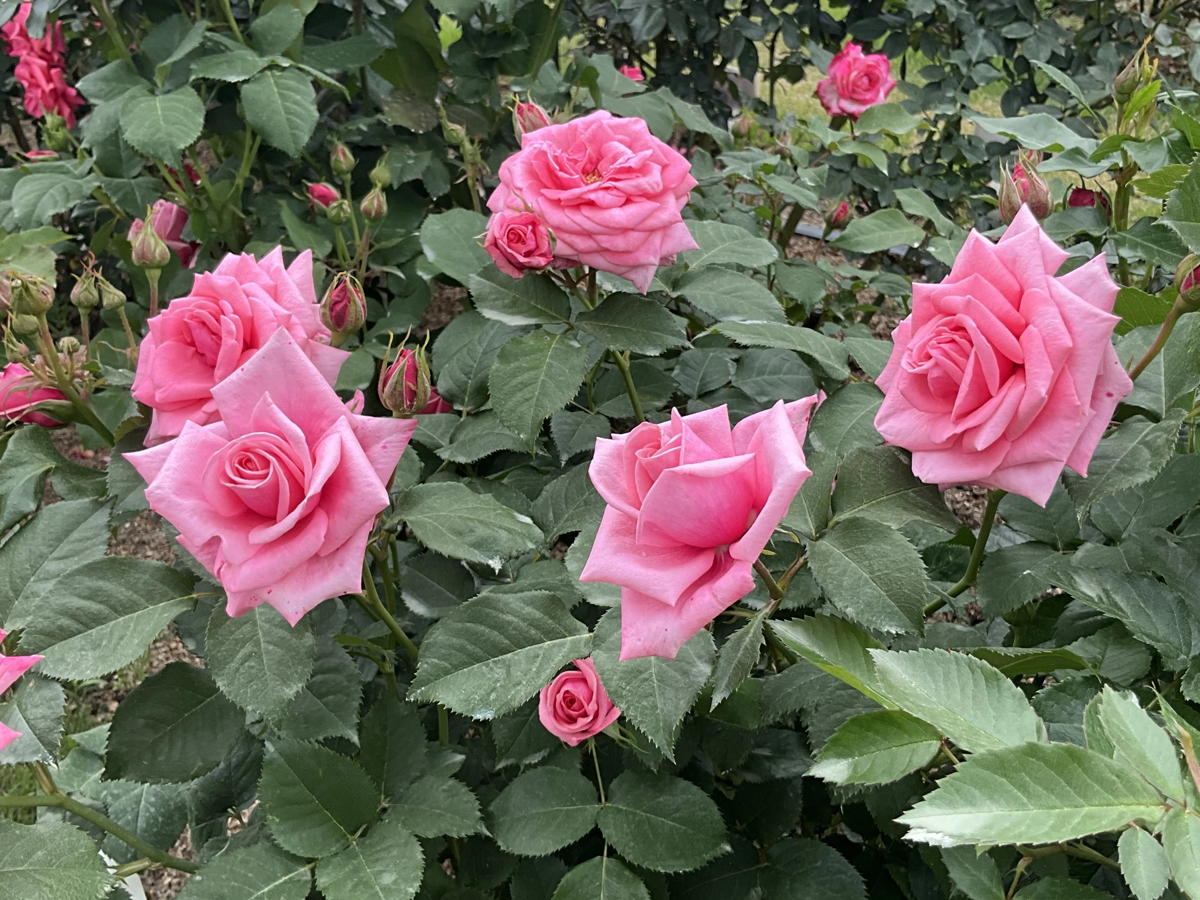 Gene Boerner (Kyoto Botanical Gardens): May 9, 2026 (Sat)｜藤井