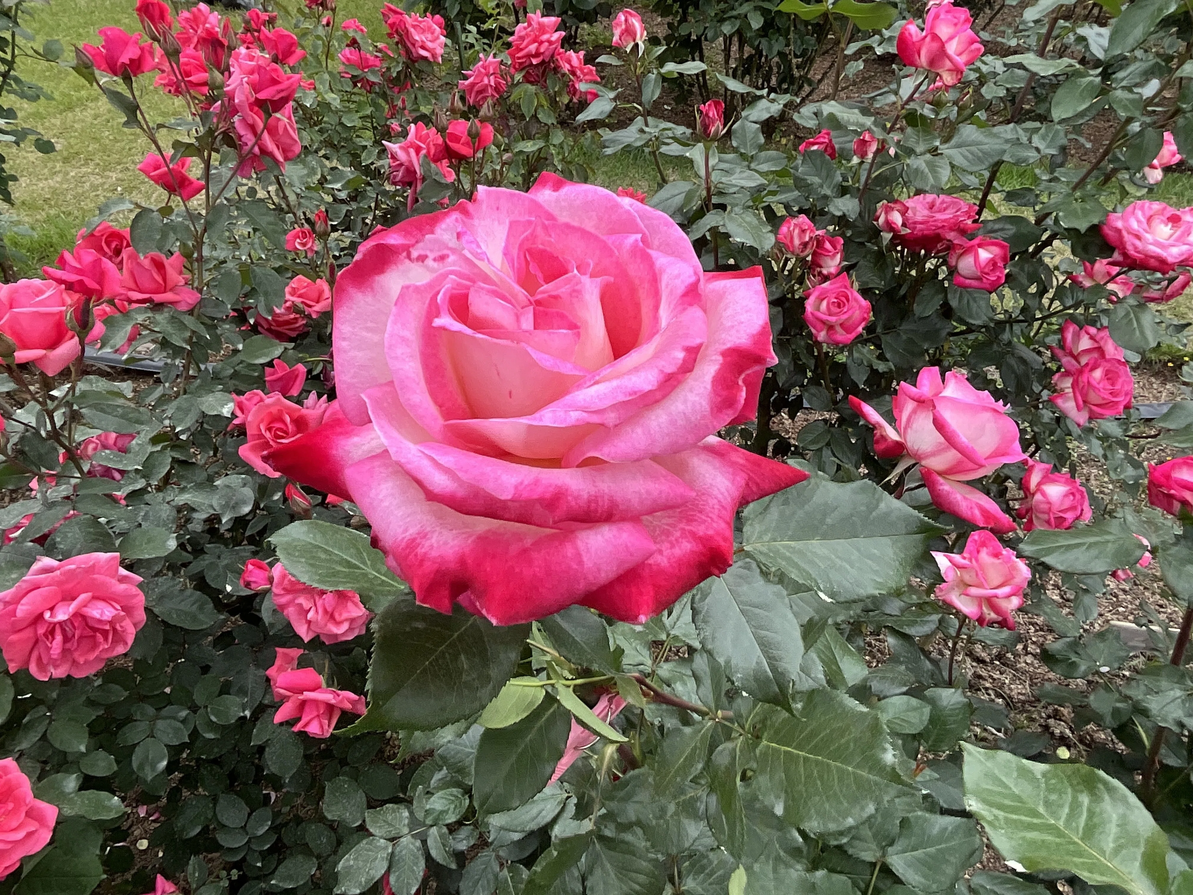 デイリー・スケッチ（京都府立植物園）：2026年5月9日（土）｜藤井秀昭