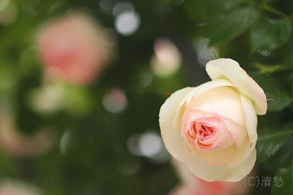 花便り＞薔薇2026｜清愁