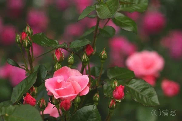 花便り＞薔薇2026｜清愁
