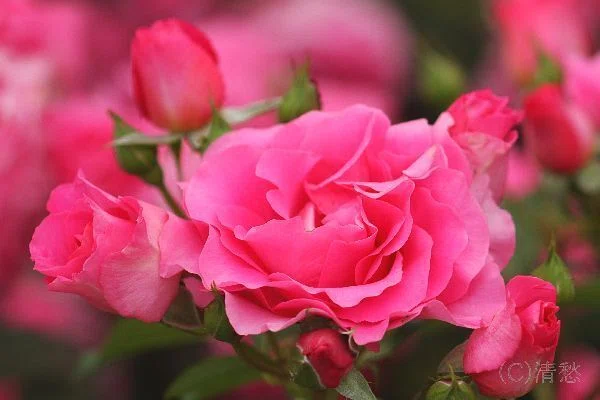 花便り＞薔薇2026｜清愁
