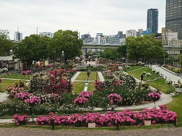 花便り＞薔薇2026｜清愁