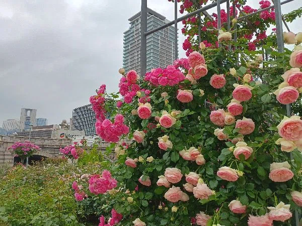 花便り＞薔薇2026｜清愁