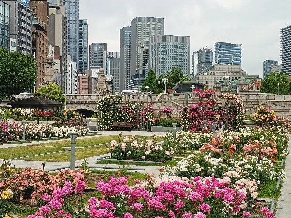 花便り＞薔薇2026｜清愁