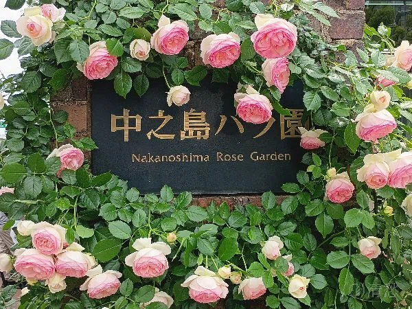 花便り＞薔薇2026｜清愁