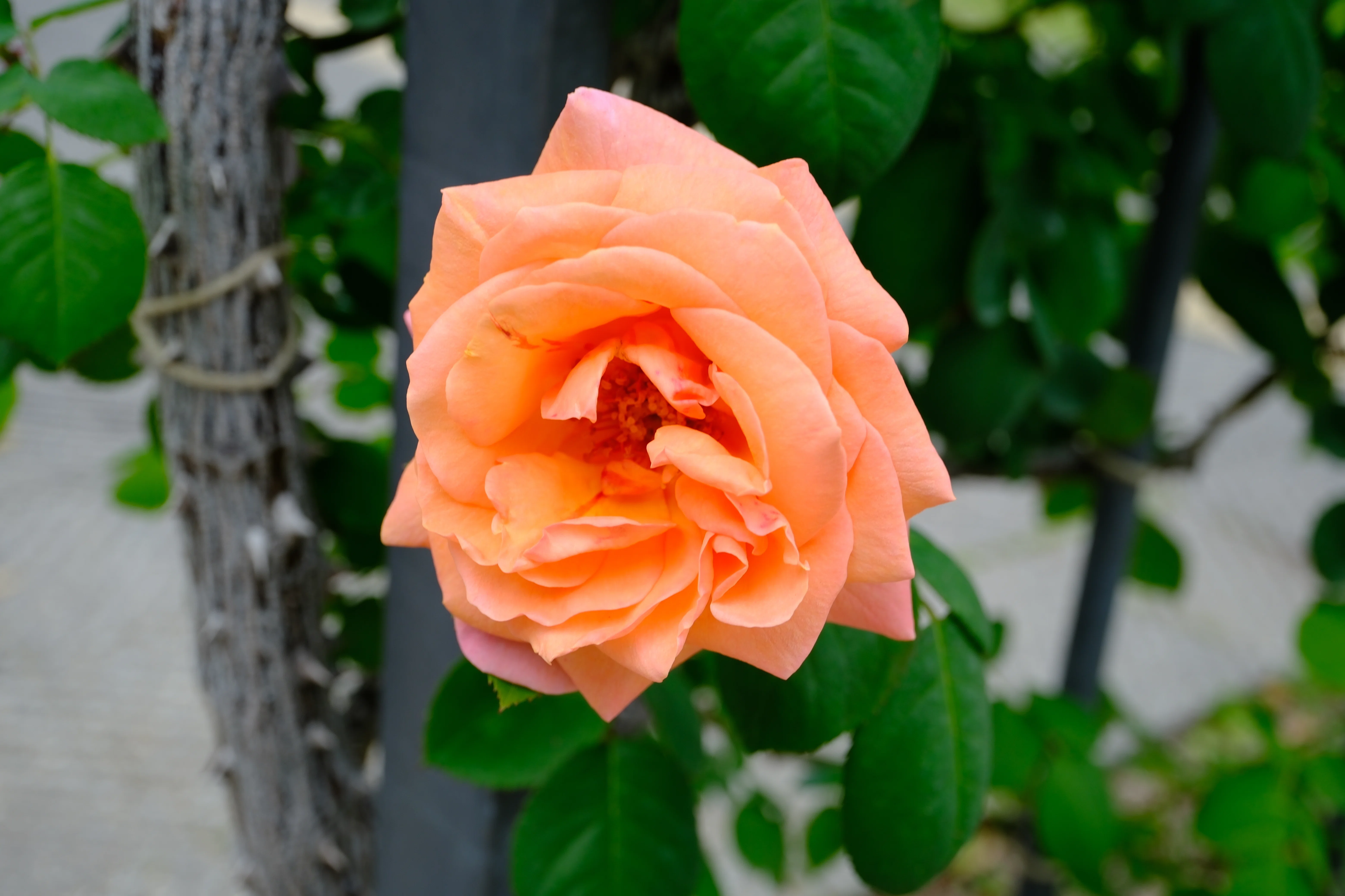 📷X-T30III × 🌹中之島バラ園 ｜ 🇫🇷ルーピング｜ぱぽにゃん🌹薔薇を