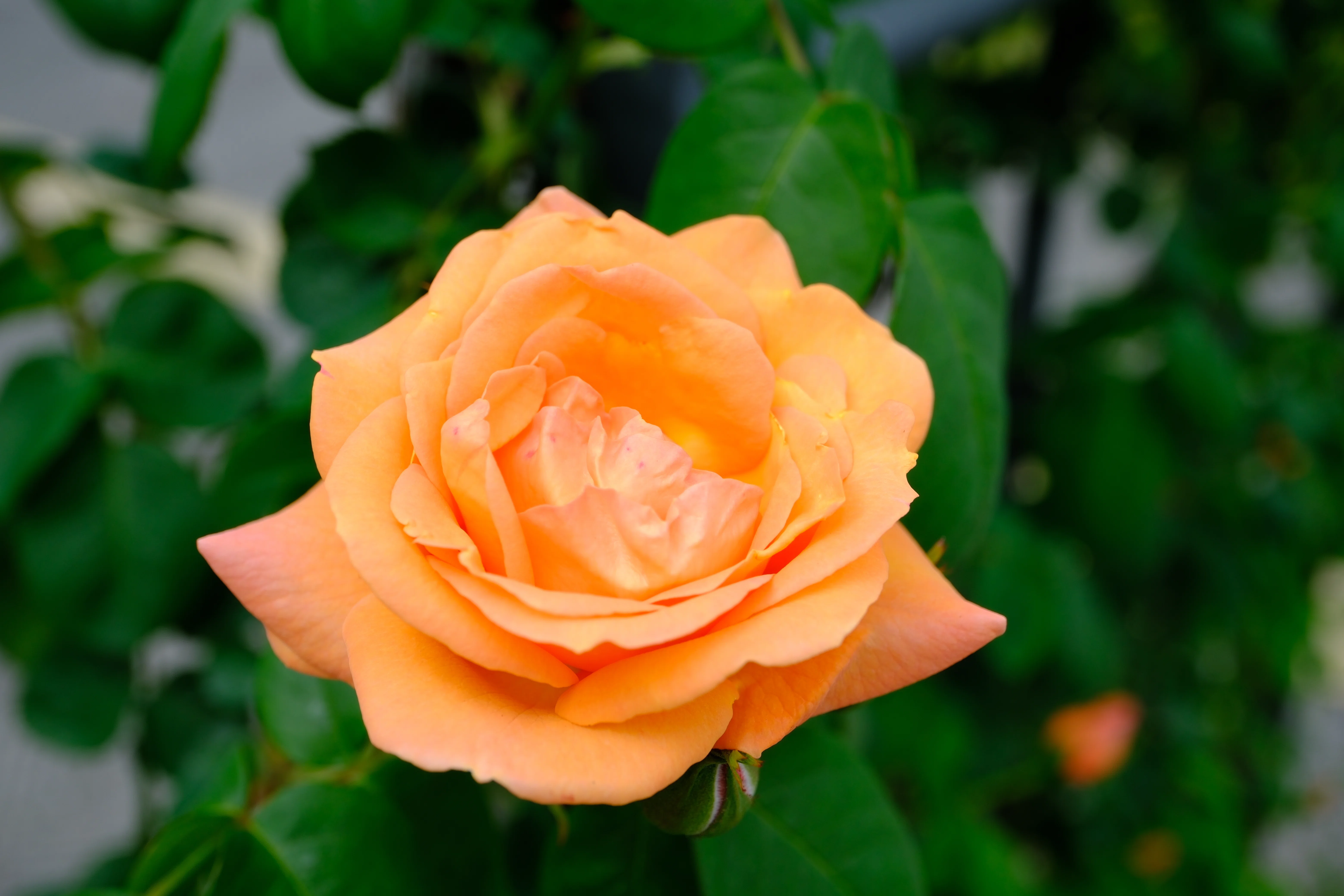 📷X-T30III × 🌹中之島バラ園 ｜ 🇫🇷ルーピング｜ぱぽにゃん🌹薔薇を
