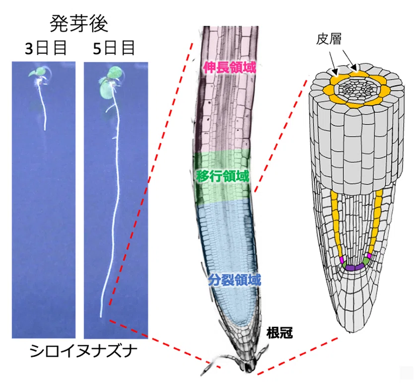 作物のパフォーマンスを決定づける「根の構造」:土面下の精密機械を理解する|農業大好き 小川隆宏