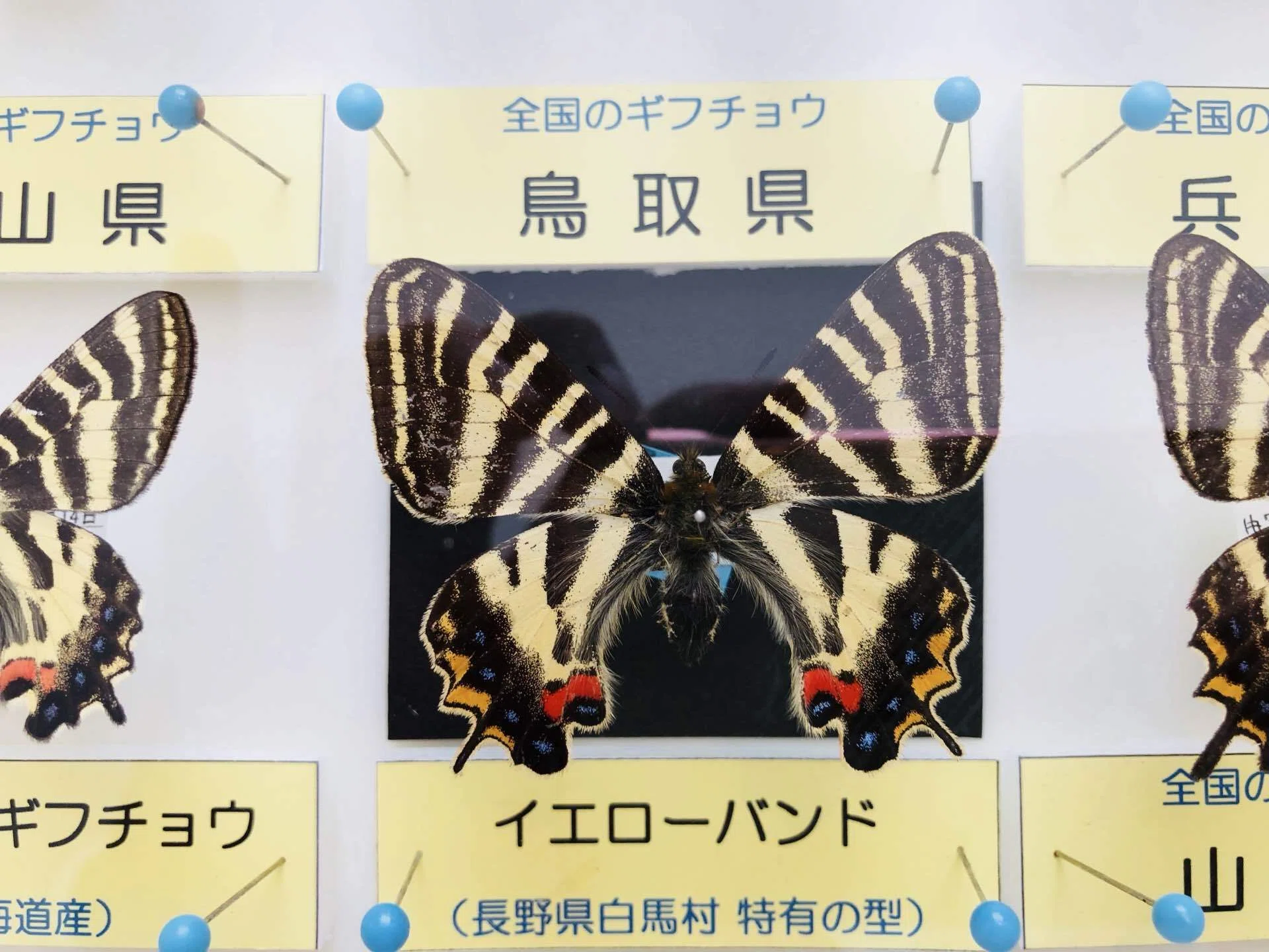 ギフチョウ イエローバンド5/5〜5/7｜虫君