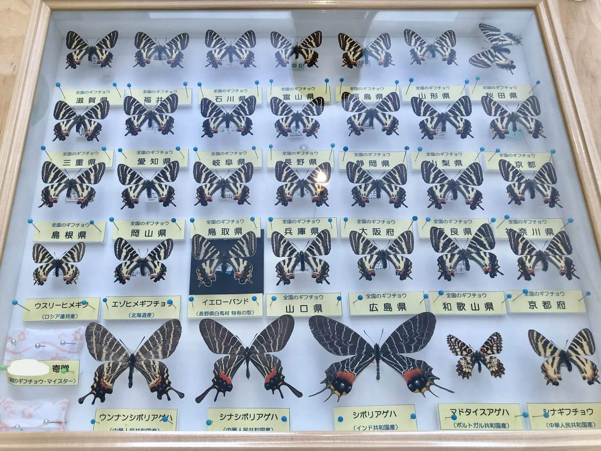 ギフチョウ イエローバンド5/5〜5/7｜虫君