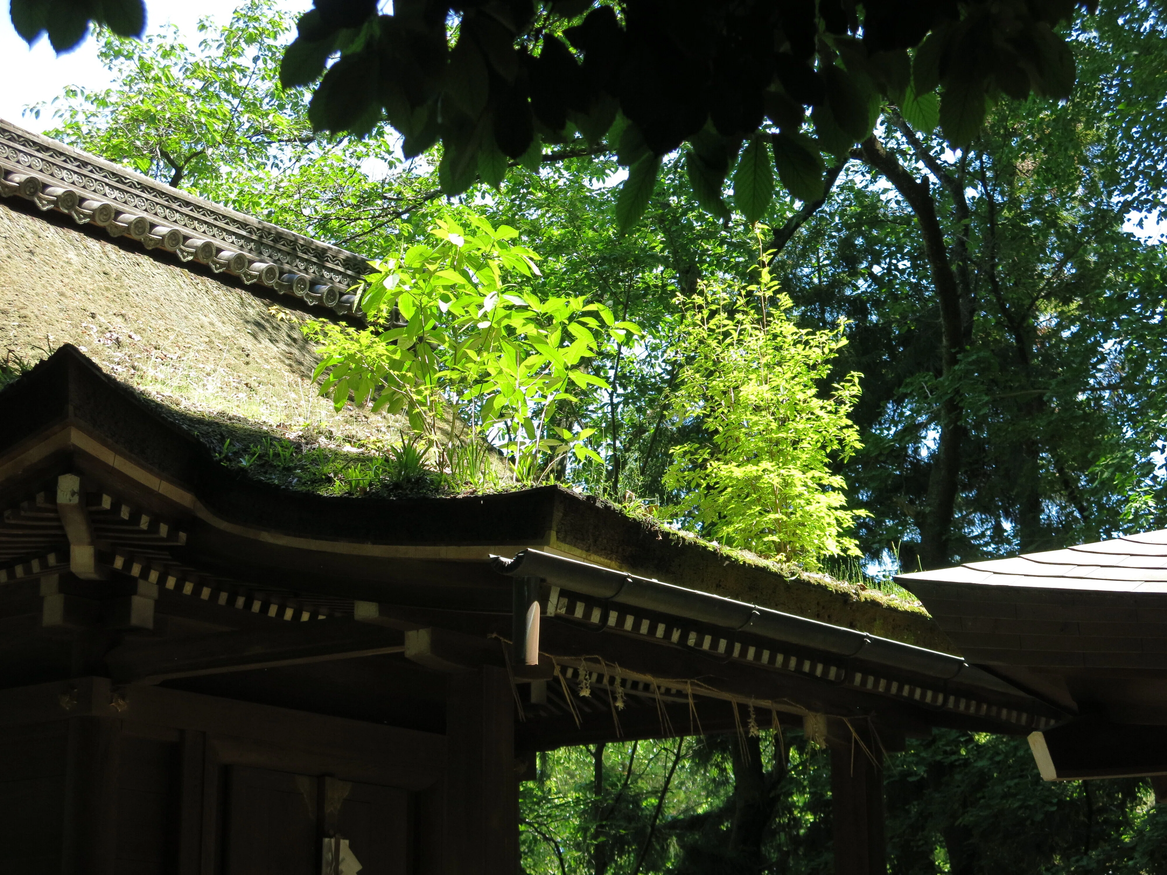 石清水八幡宮を参拝｜みかん