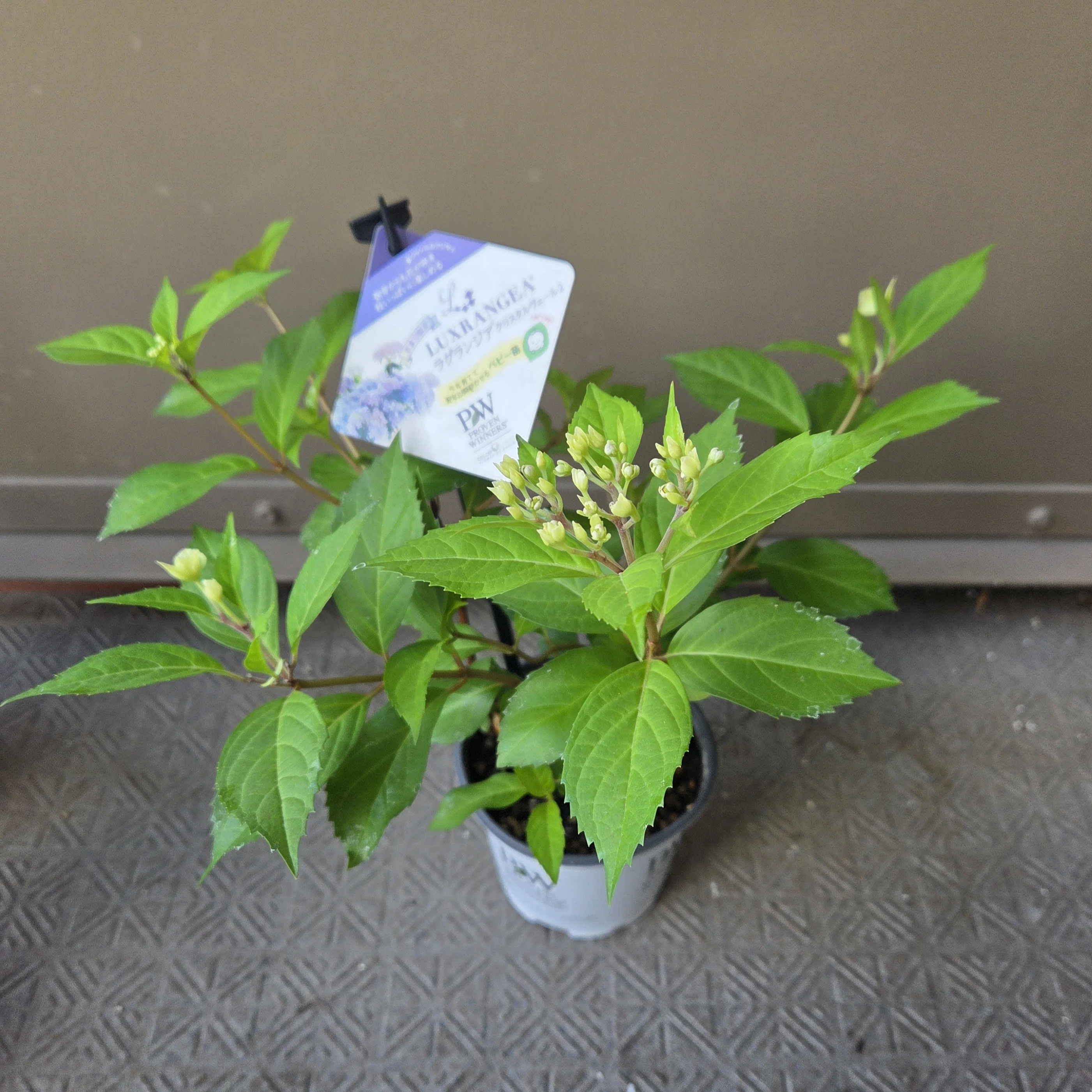 ラグランジア（あじさい）植え替え｜アラフォーOL園芸日記｜月村
