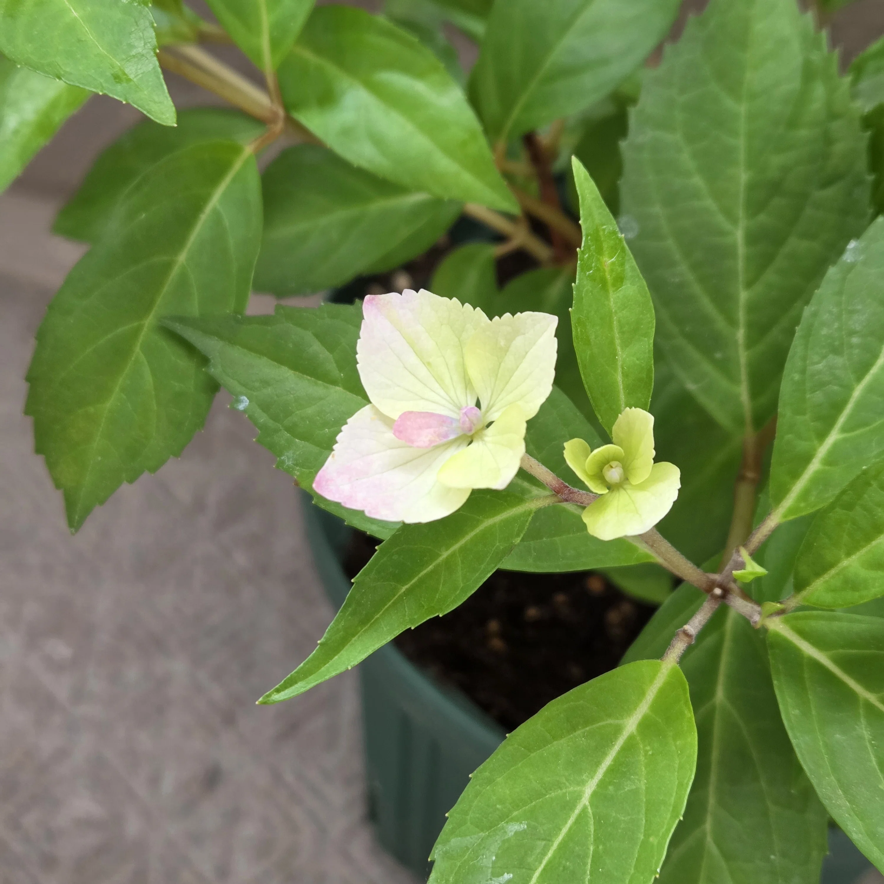 ラグランジア（あじさい）植え替え｜アラフォーOL園芸日記｜月村