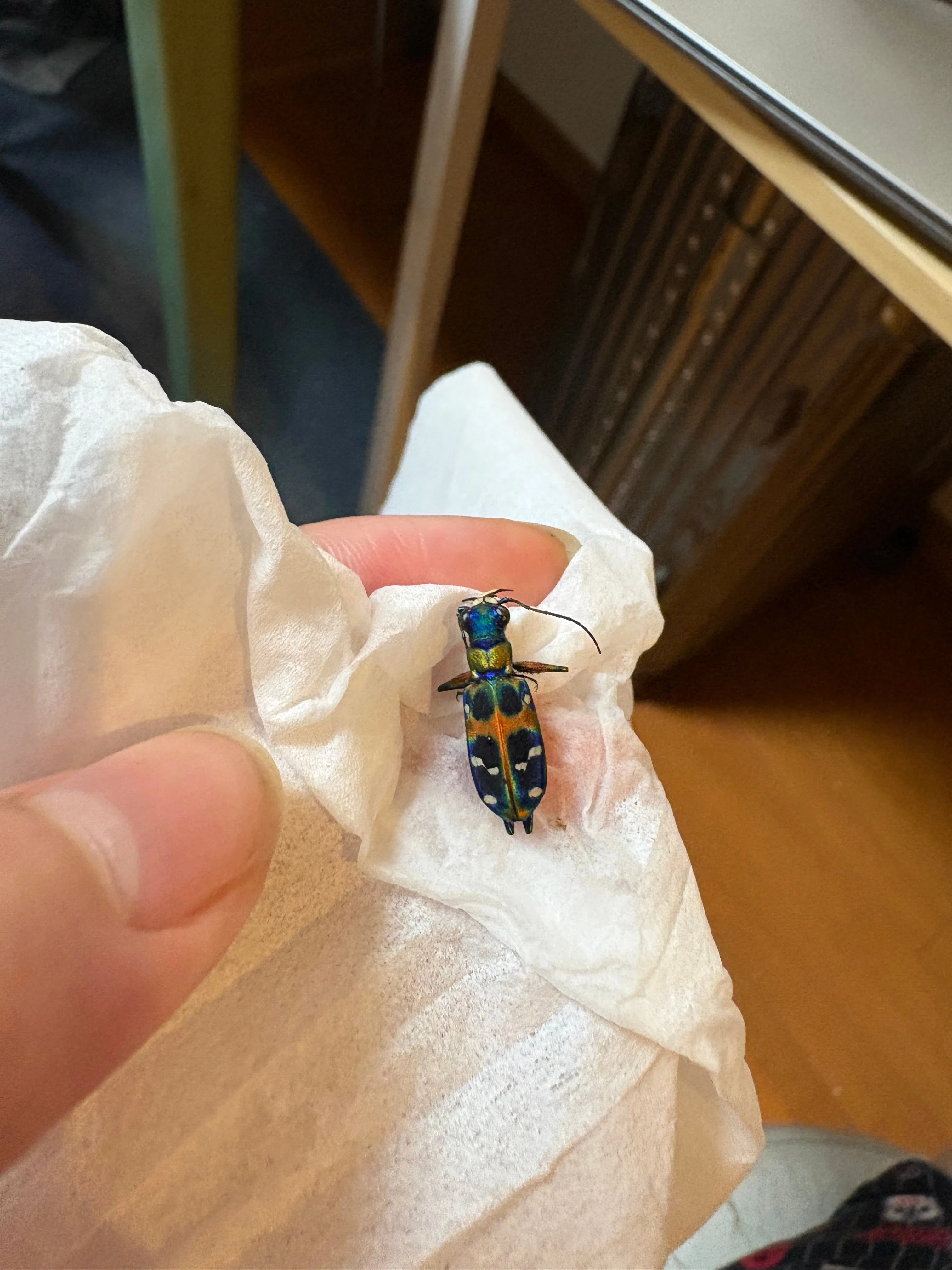 ⑲ハンミョウ標本と色々なおまけ｜学生の虫屋