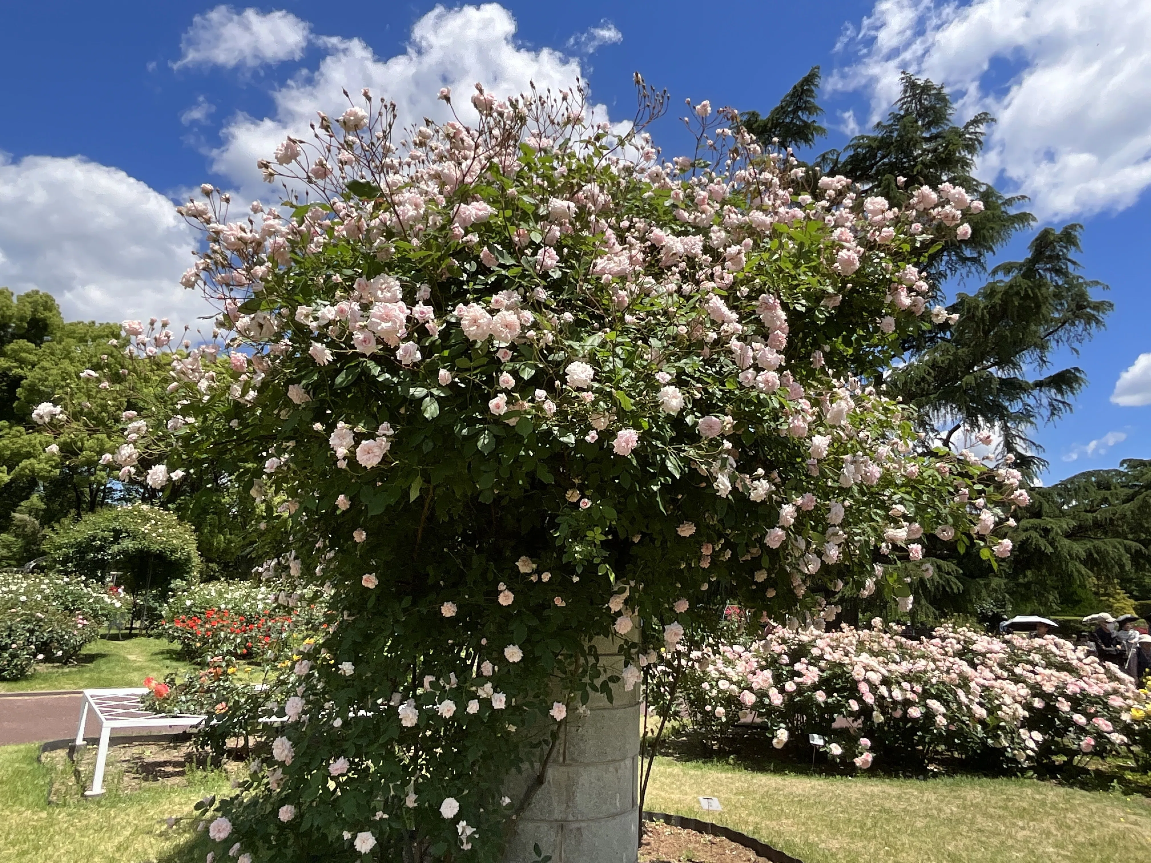 群星（京都府立植物園）：2026年5月7日（木）｜藤井秀昭（『京都居候
